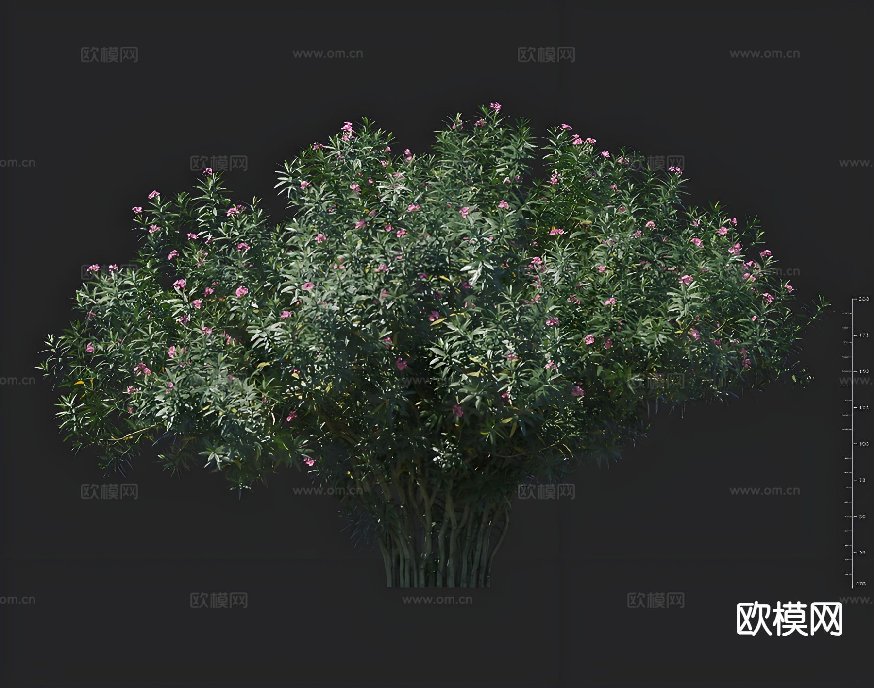 夹竹桃 绿化灌木 孤植树3d模型