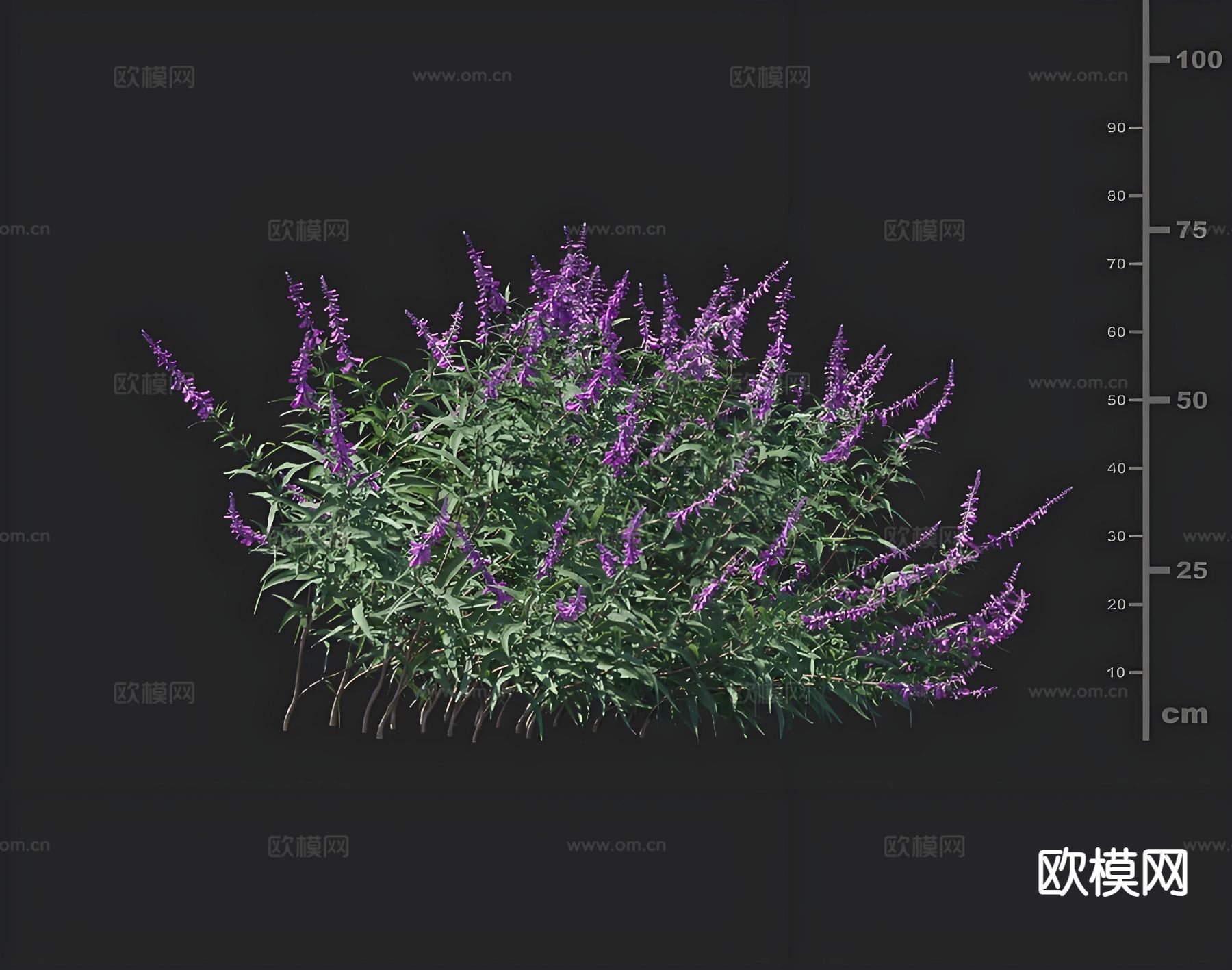 月桂樱 花草 园林绿植 绿化3d模型