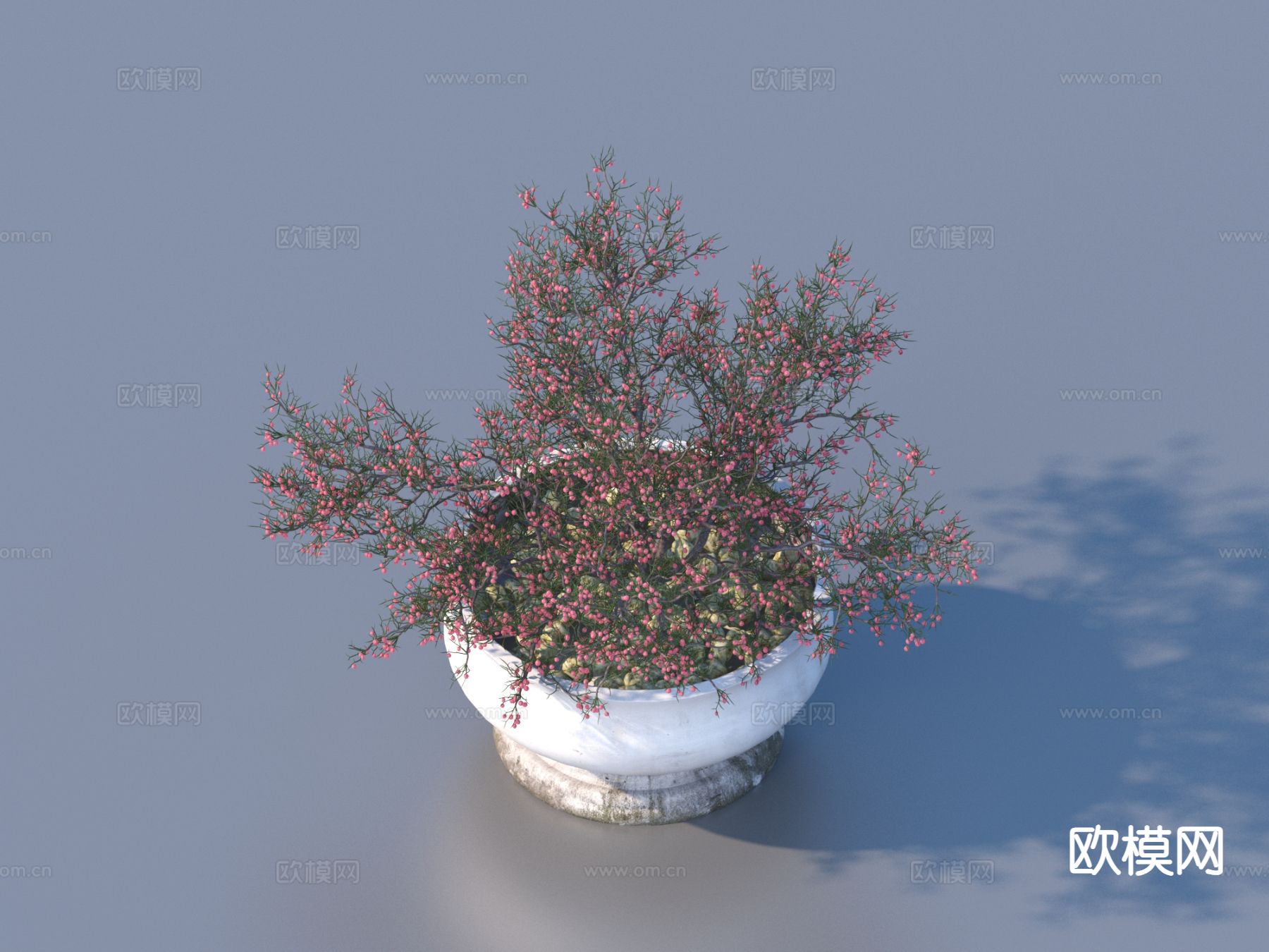 花盆 盆景 绿植 植物3d模型