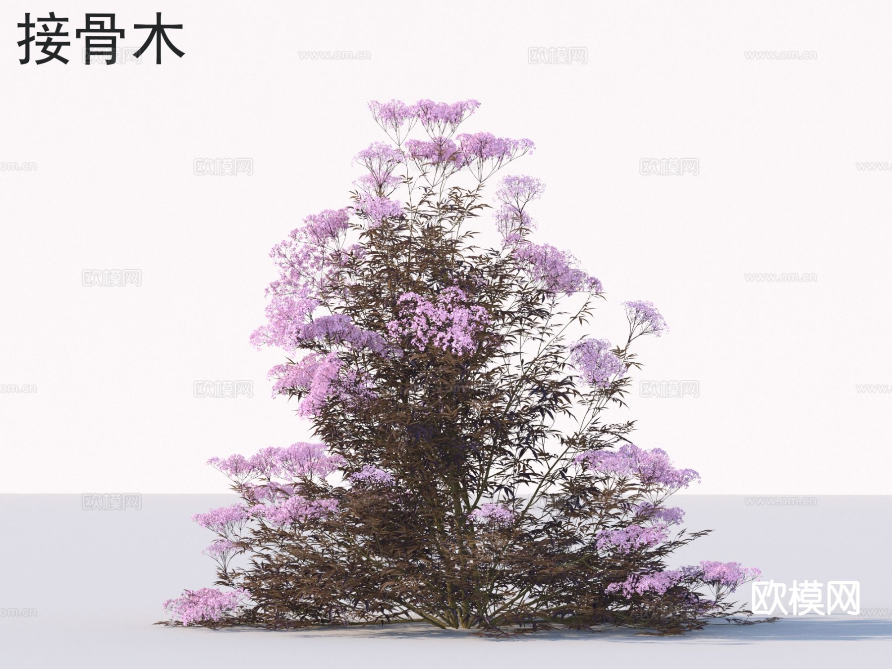 接骨木 灌木 植物类3d模型