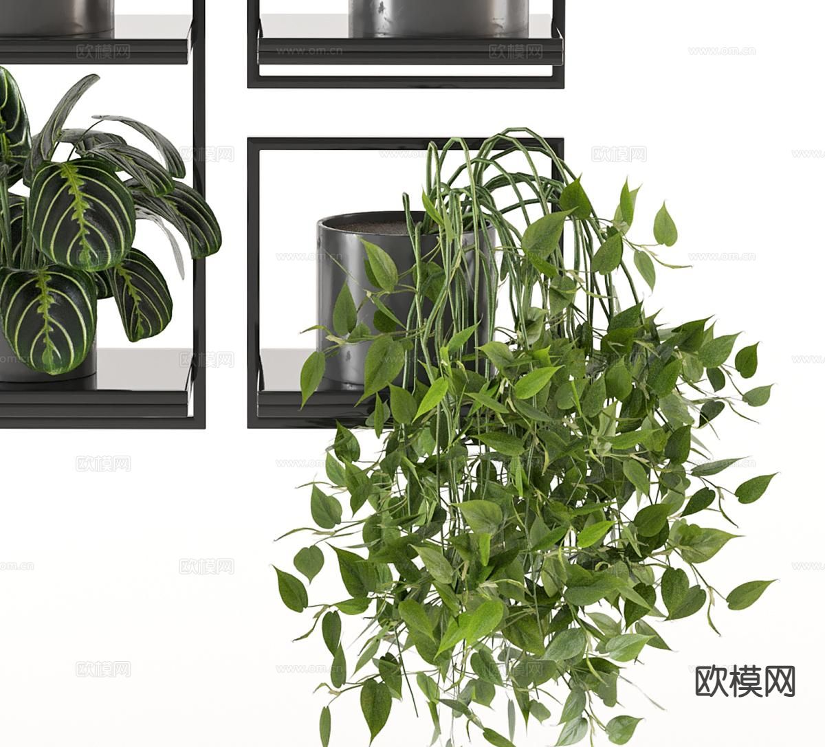 绿植盆栽 吊篮3d模型