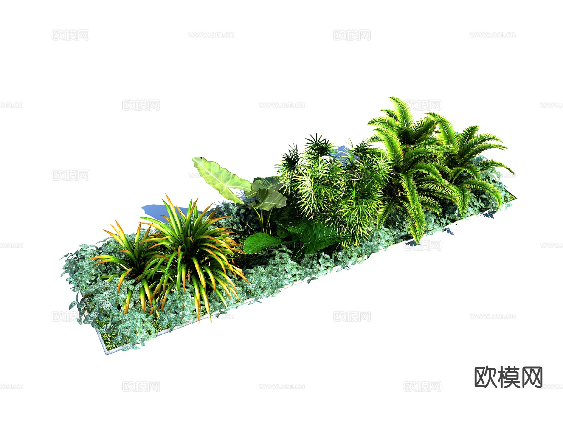 现代景观植物 灌木 滴水观音 景观小品3d模型