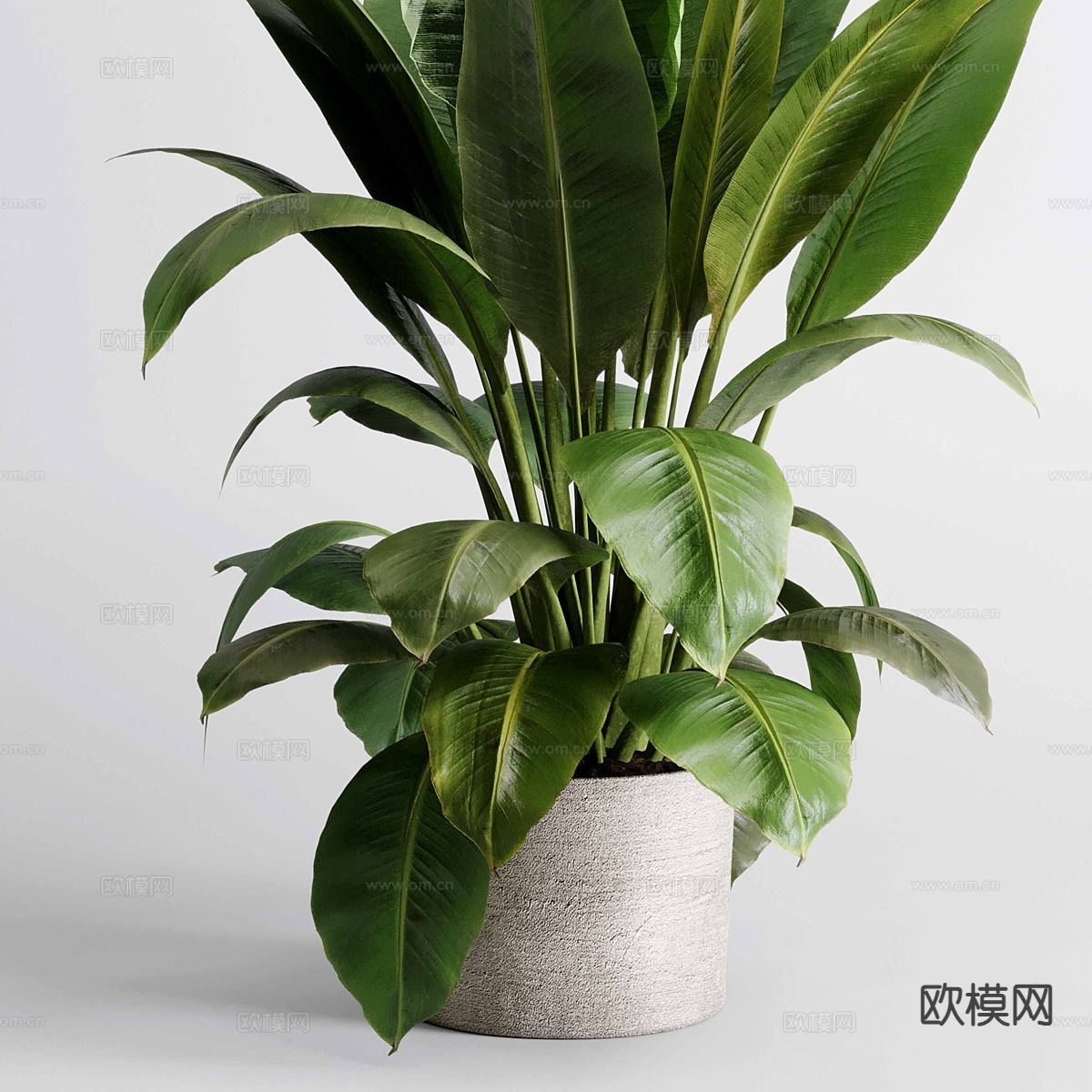 室内植物 盆栽 花盆3d模型