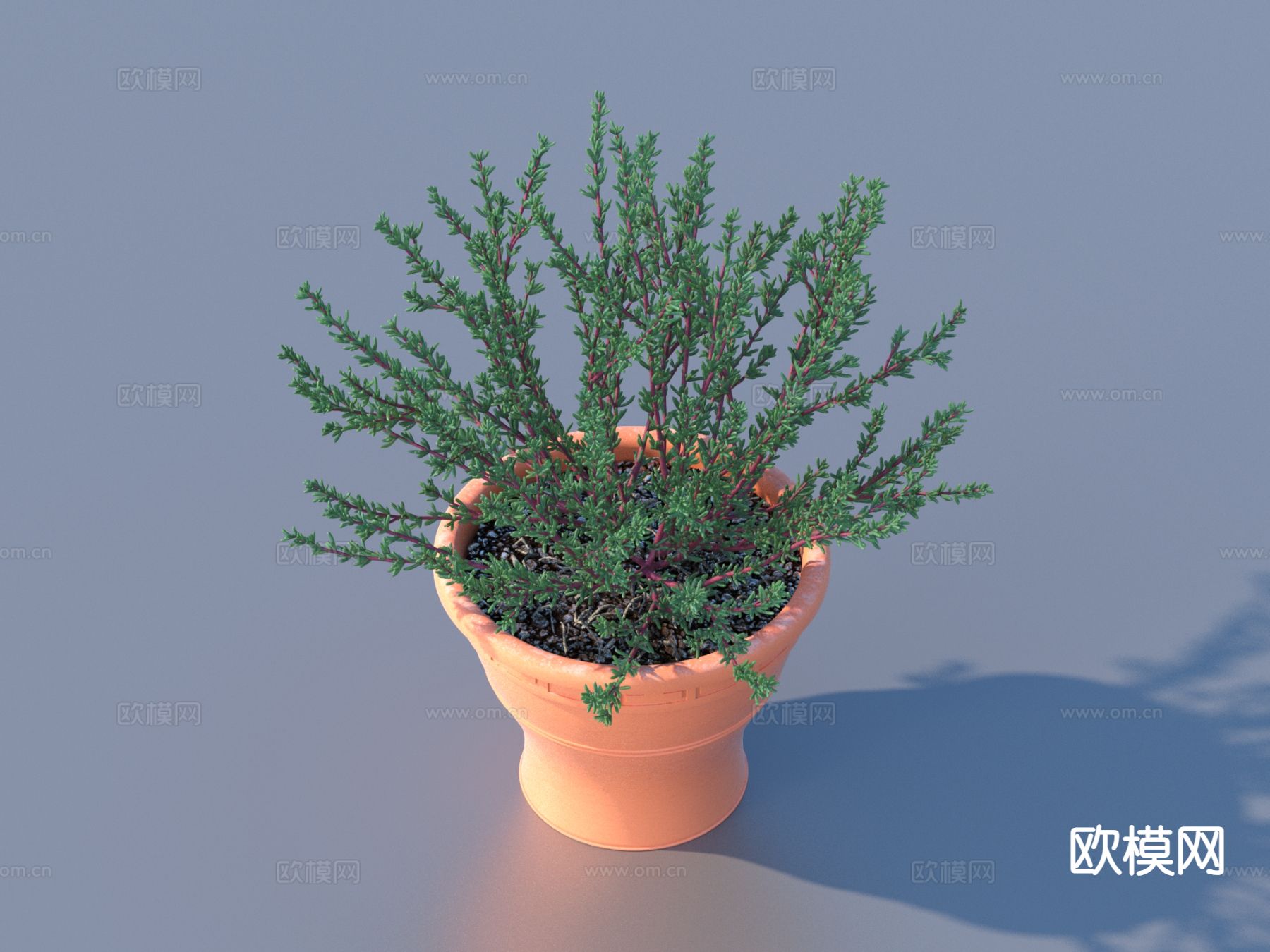 花盆 盆景 绿植 植物3d模型