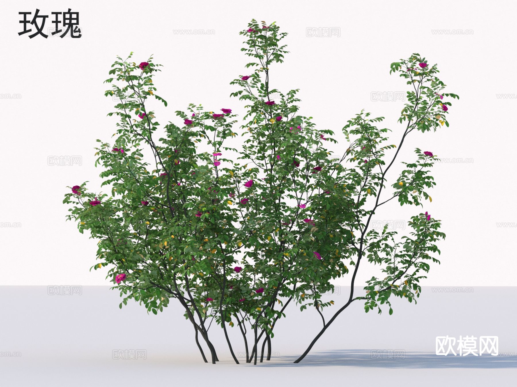 玫瑰 花草灌木 植物灌木3d模型