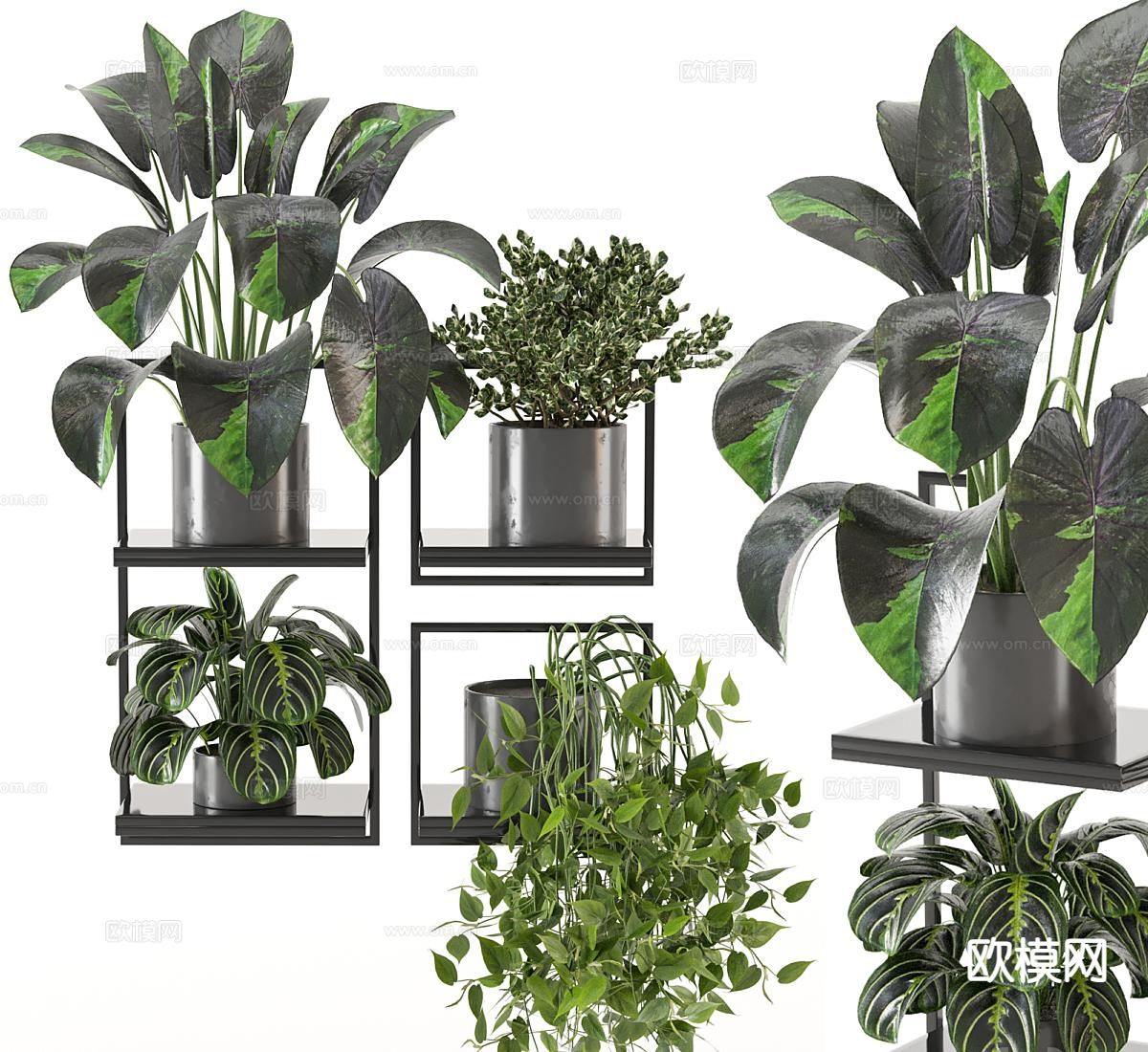 绿植盆栽 吊篮3d模型