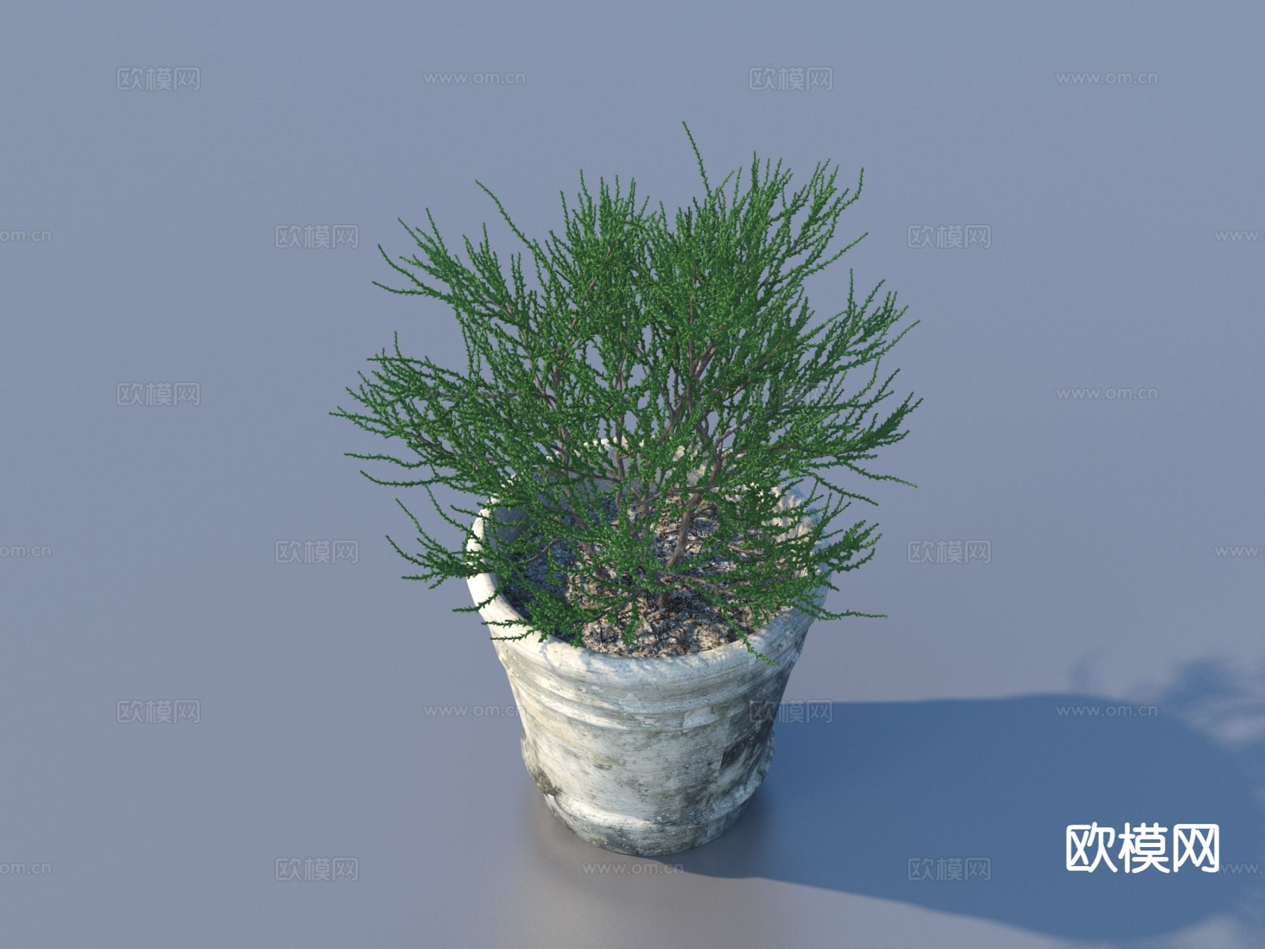 花盆 小盆栽 绿植 植物3d模型