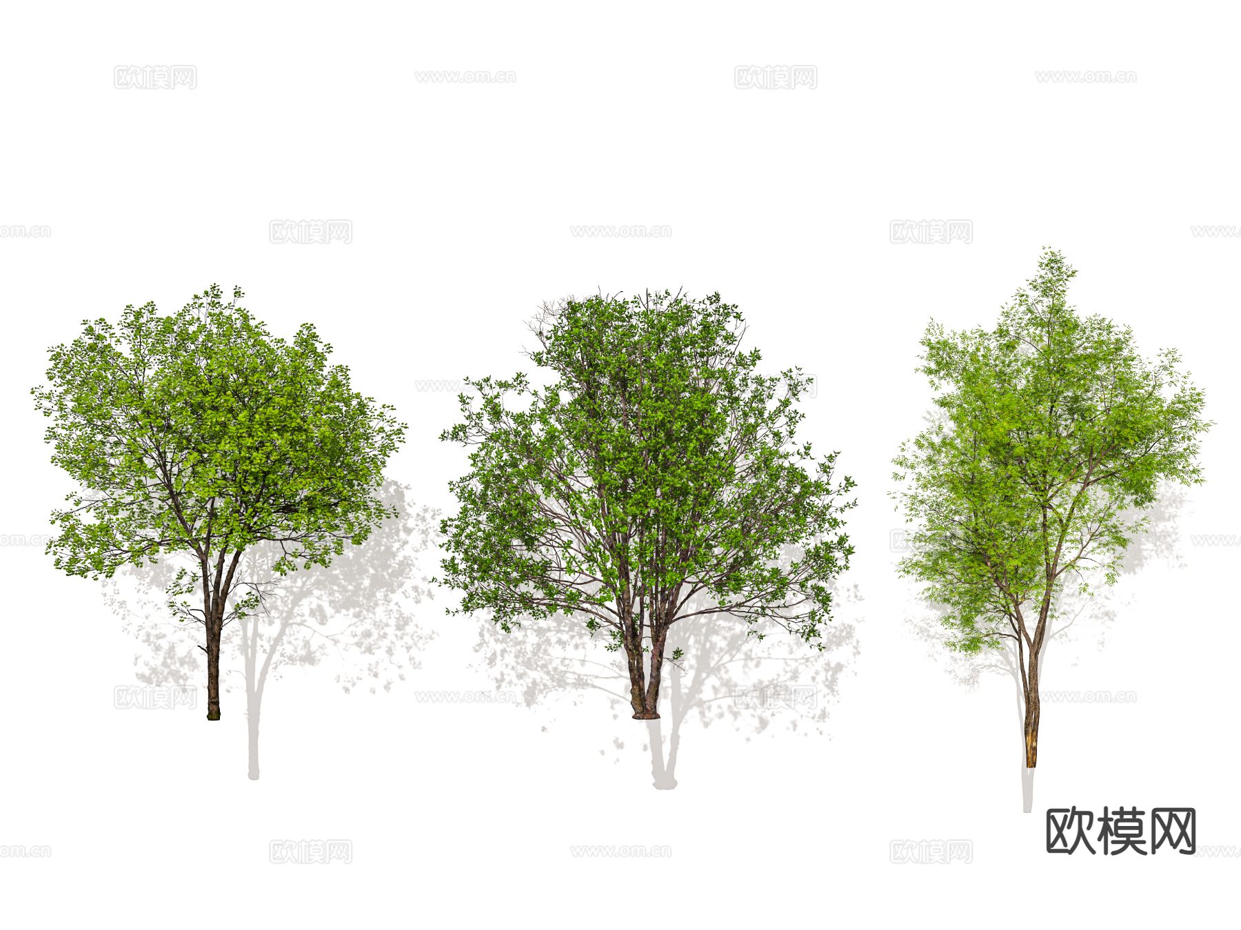 行道树 景观树 庭院树3d模型