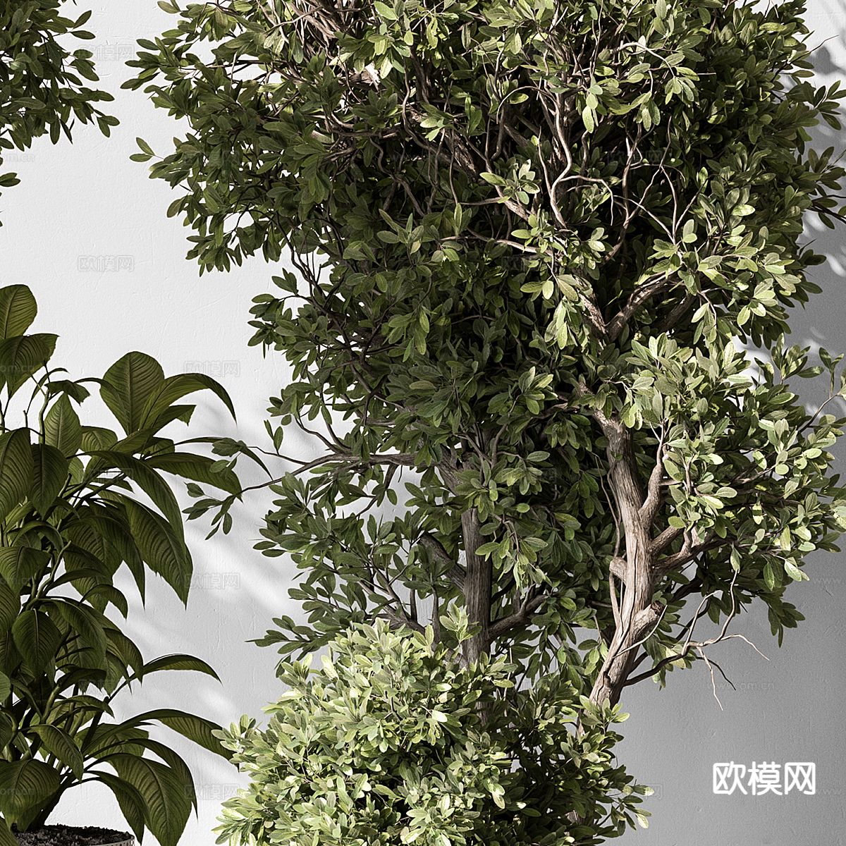 树木 树枝 植物3d模型