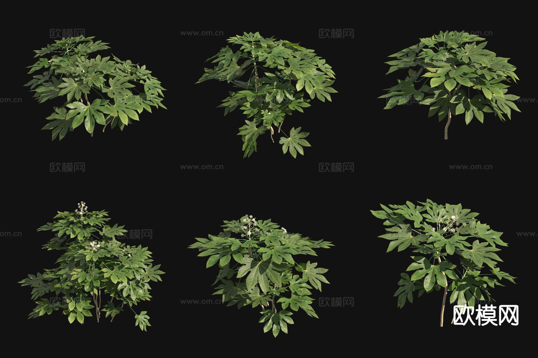 八角金盘 花草3d模型下载