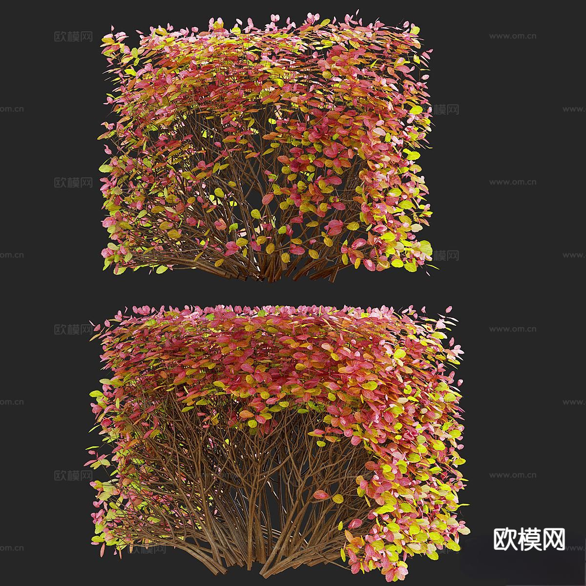 现代灌木丛 造型灌木 绿篱3d模型下载（渲染图4）