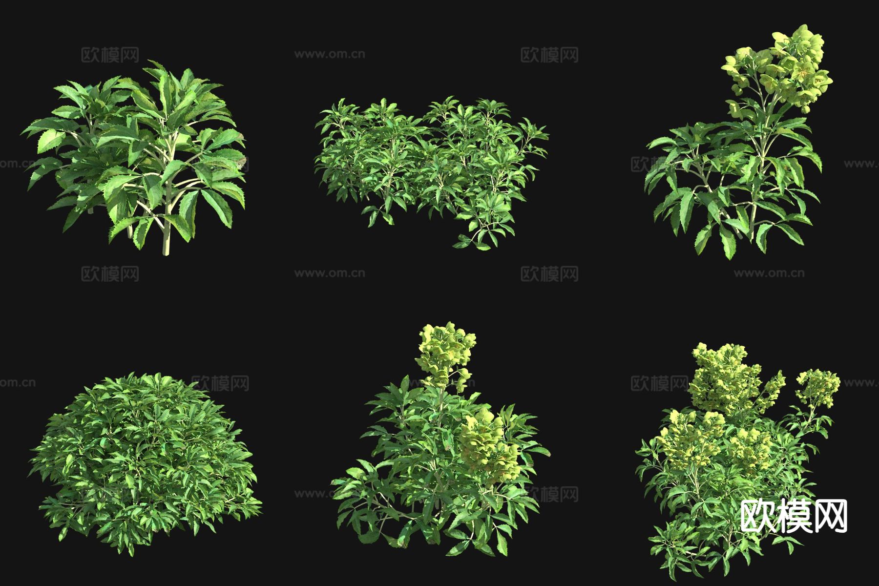 尖叶铁筷子 花草3d模型