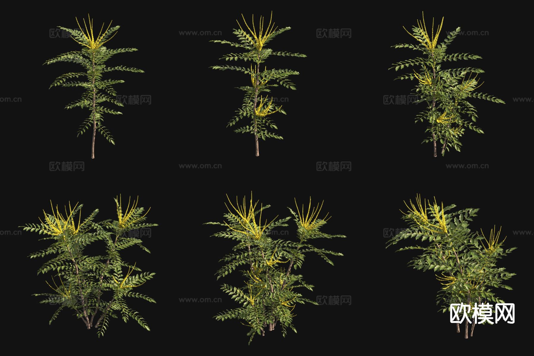 媒介十大功劳 花草3d模型