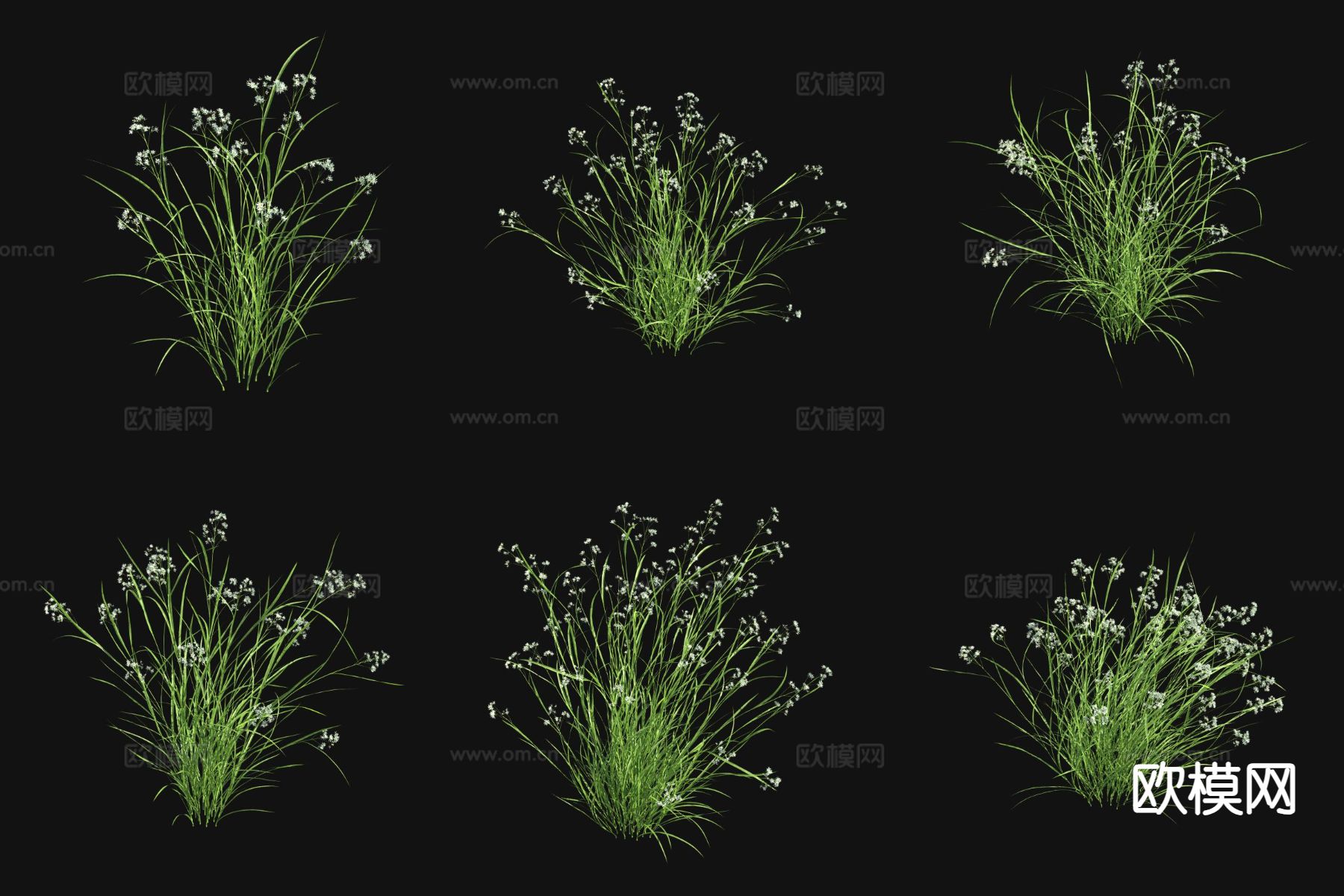 雪芽灯心草 花草3d模型