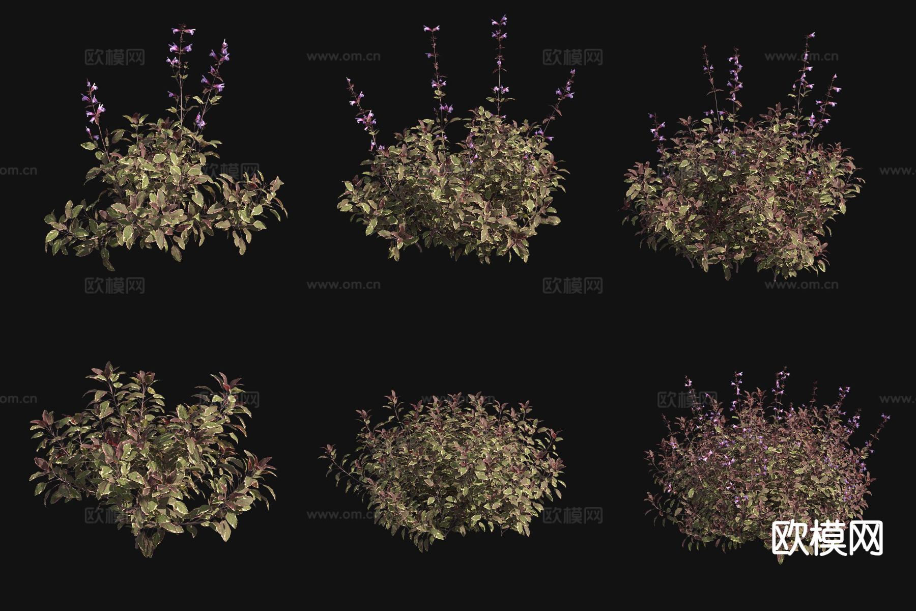 鼠尾草 花草3d模型