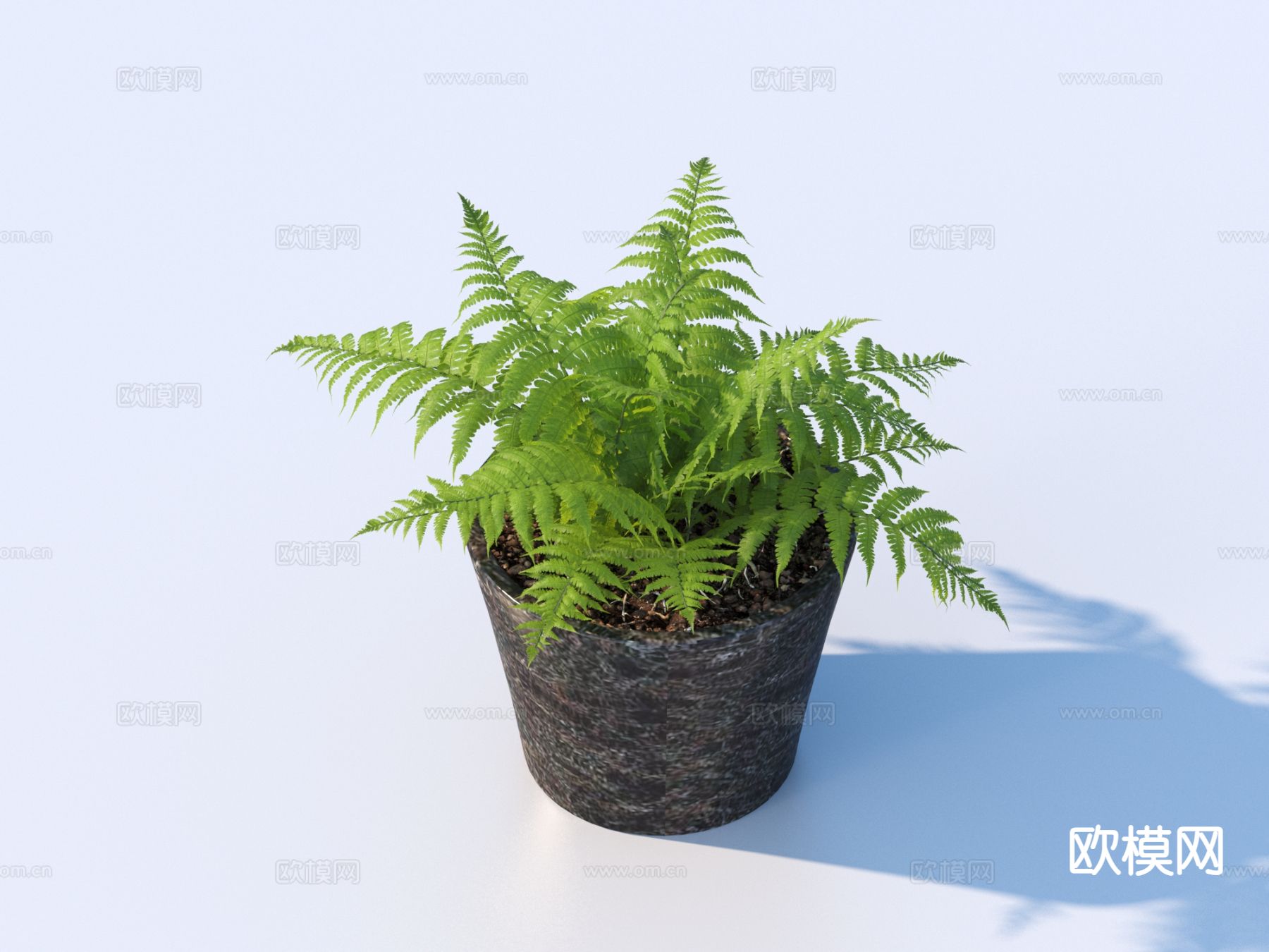 花盆 盆栽 绿植 蕨类植物3d模型