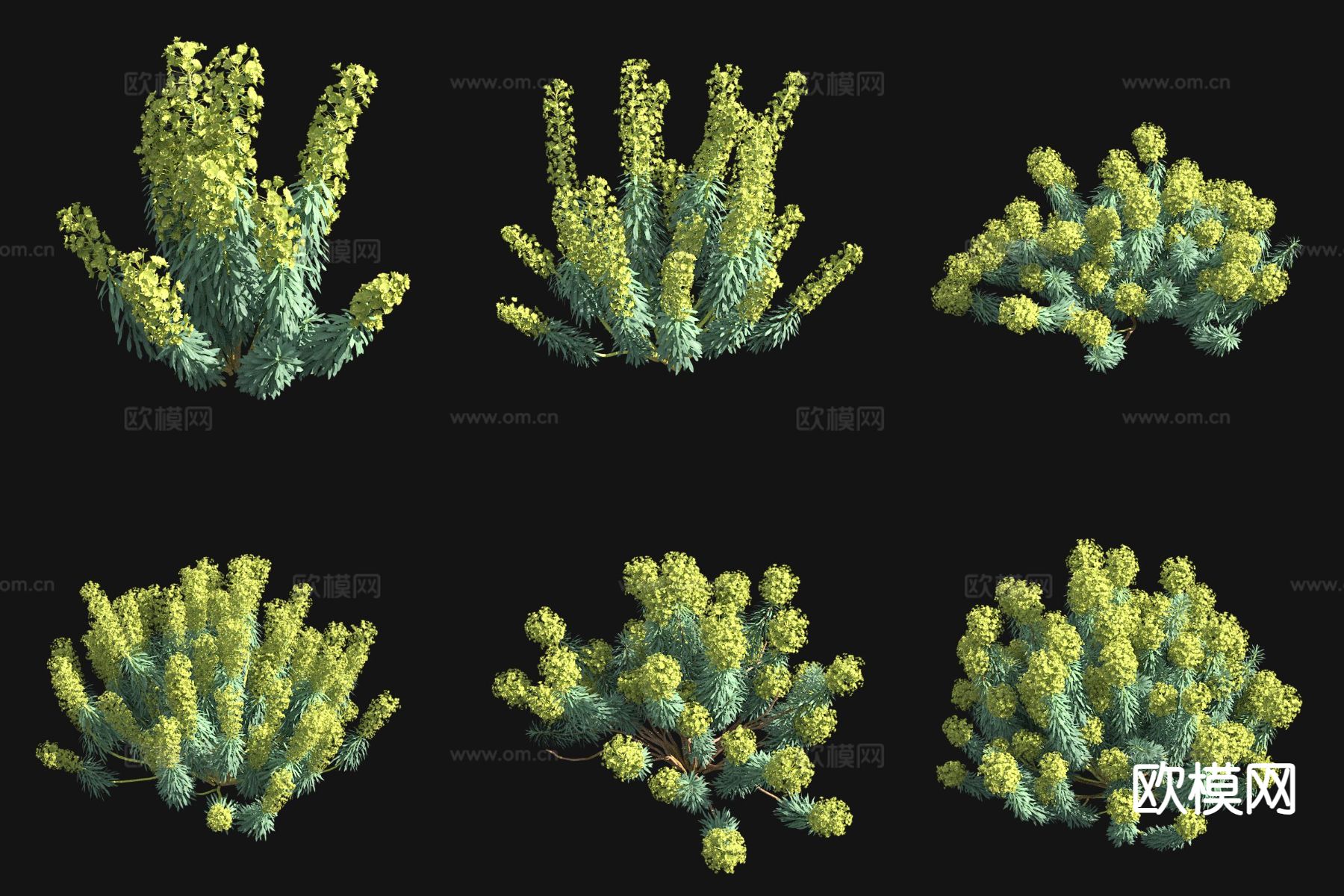 常绿大戟 造型灌木3d模型