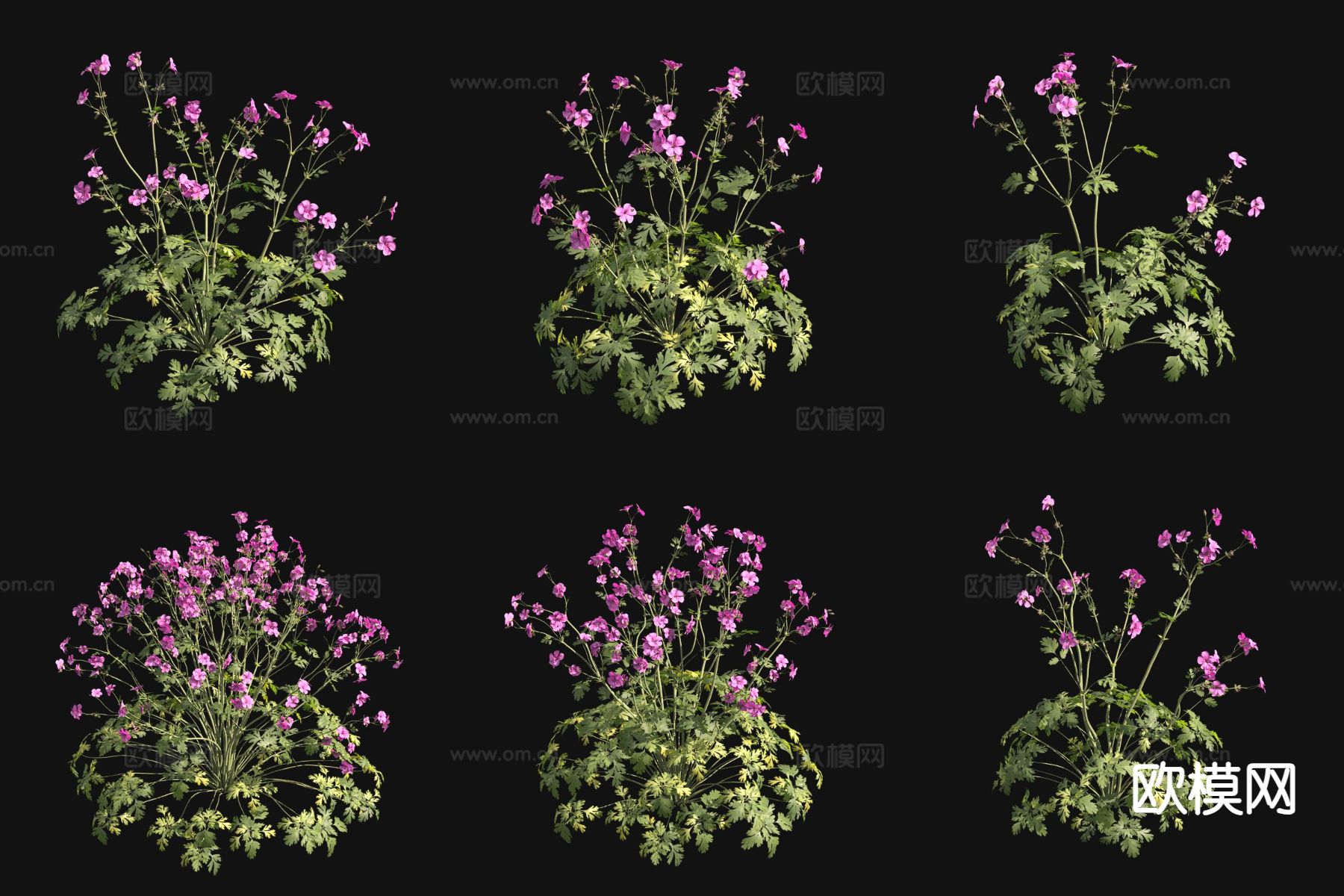 掌叶天竺葵 花草3d模型