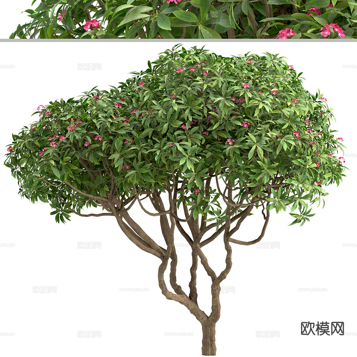 景观树 花树 树木3d模型