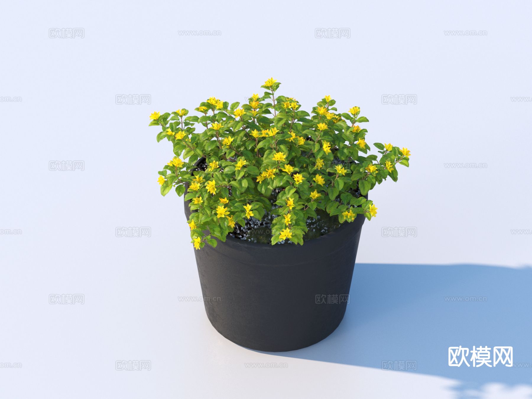 花盆 盆栽 绿植 户外植物3d模型