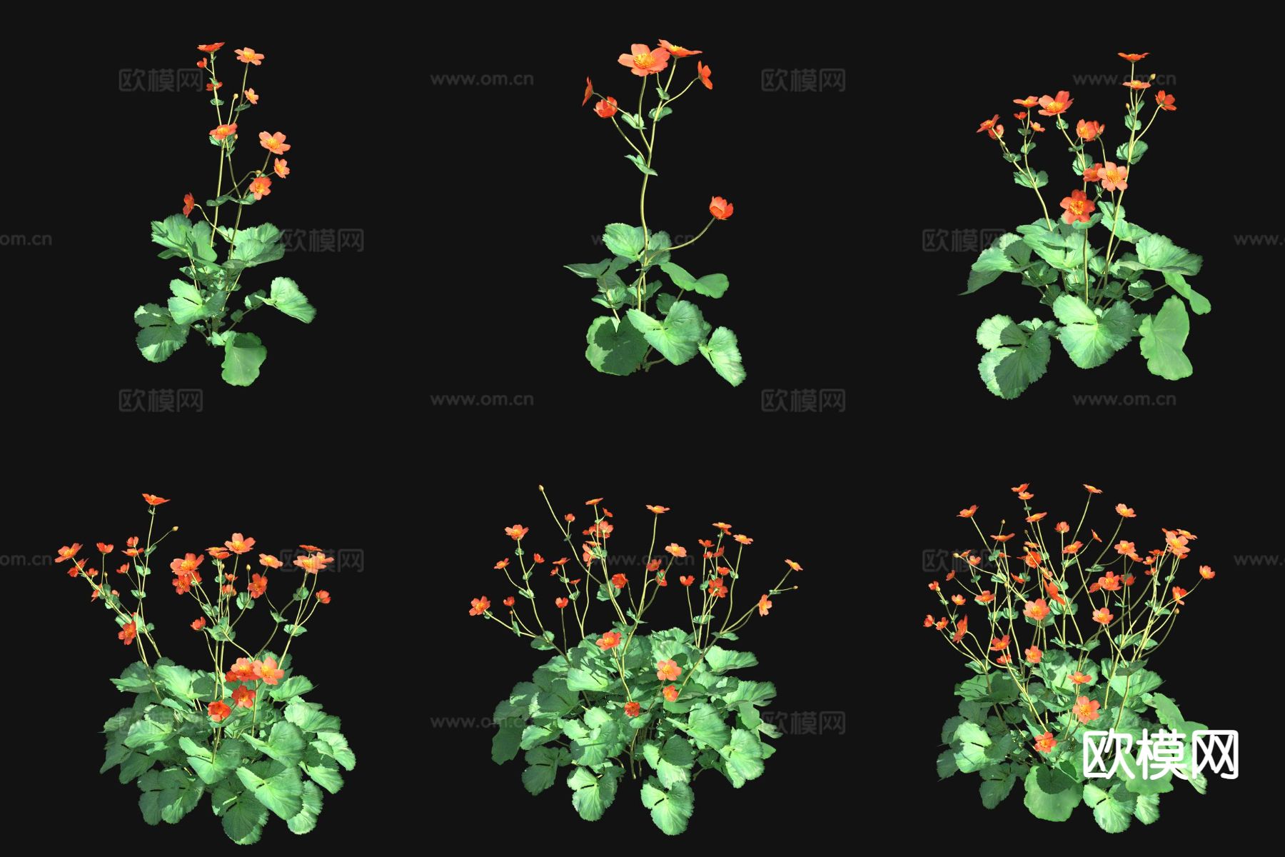 红花路边青 花草3d模型