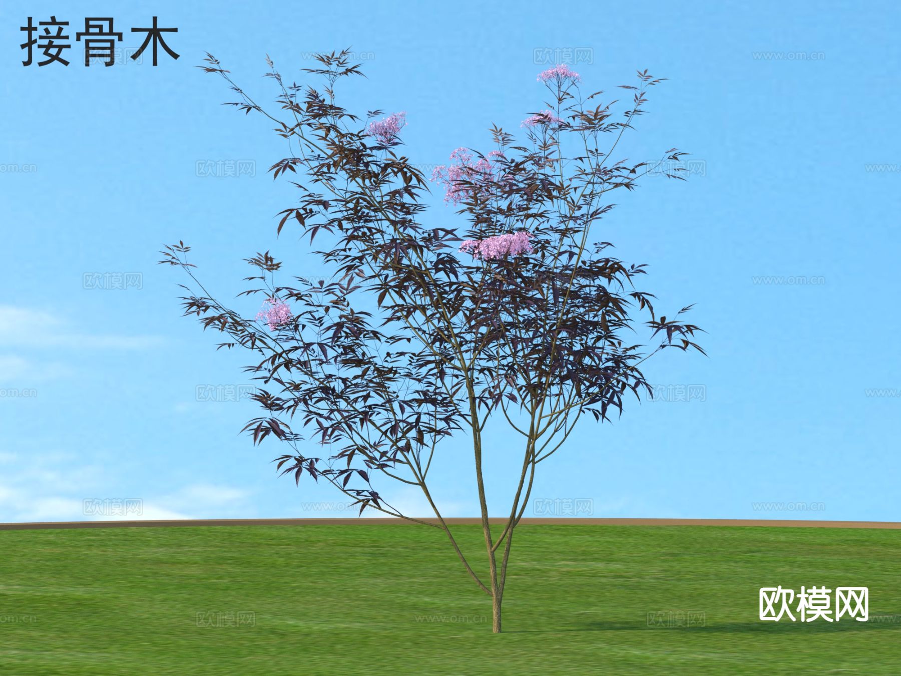 接骨木 灌木 植物类3d模型