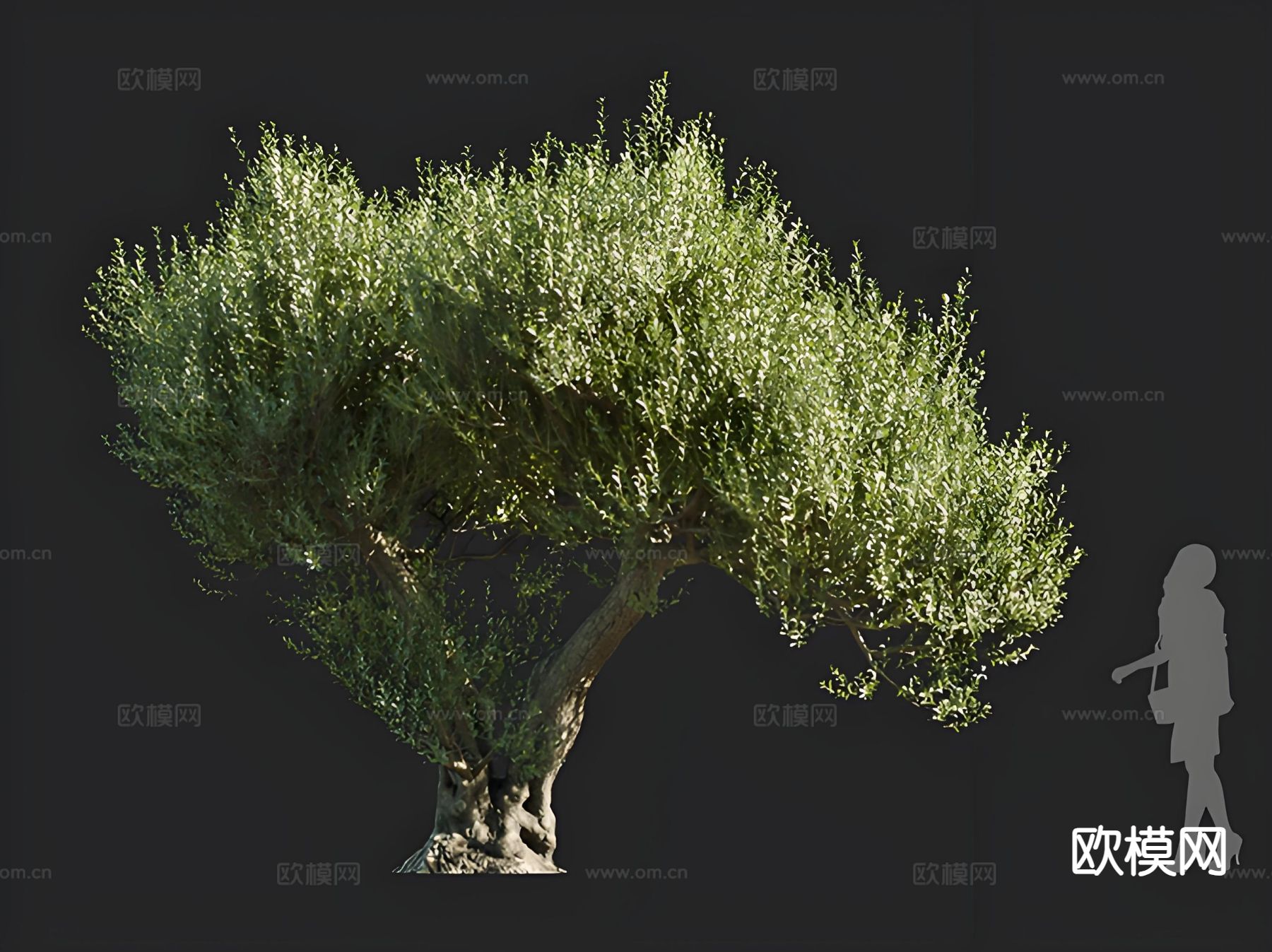 油橄榄 树木 乔木 景观树 孤植树 行道树3d模型