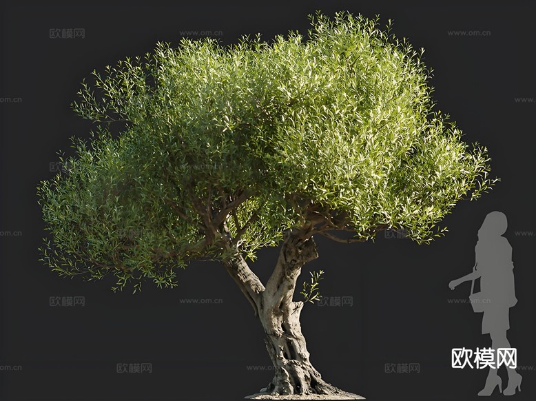 油橄榄 树木 乔木 景观树 孤植树 行道树3d模型下载