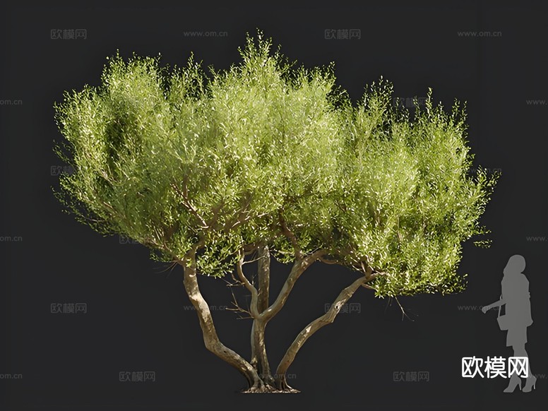油橄榄 树木 乔木 景观树 孤植树 行道树3d模型下载