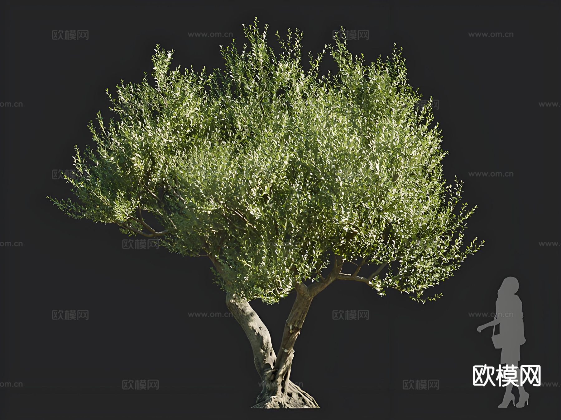 油橄榄 树木 乔木 景观树 孤植树 行道树3d模型