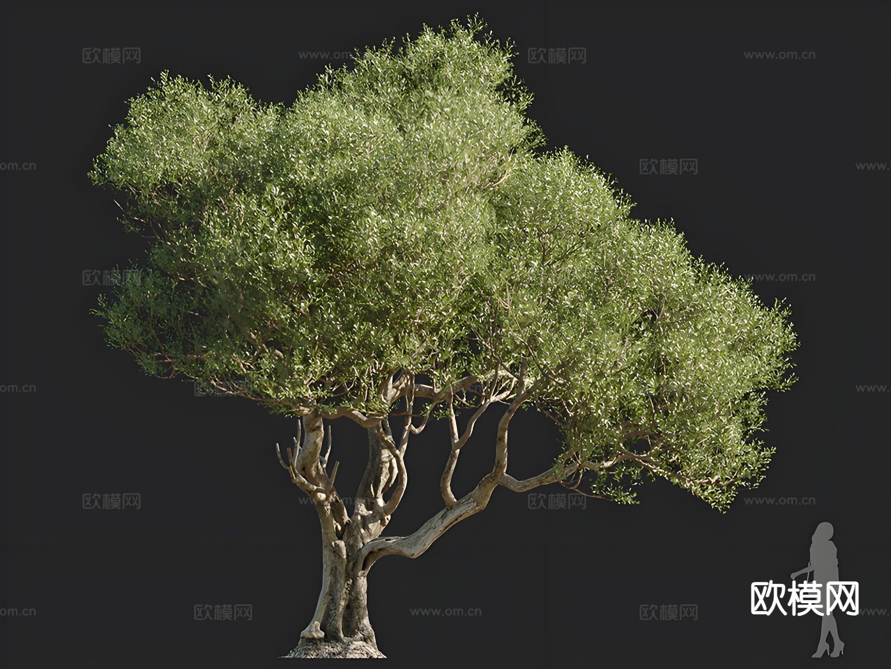 油橄榄 树木 乔木 景观树 孤植树 行道树3d模型