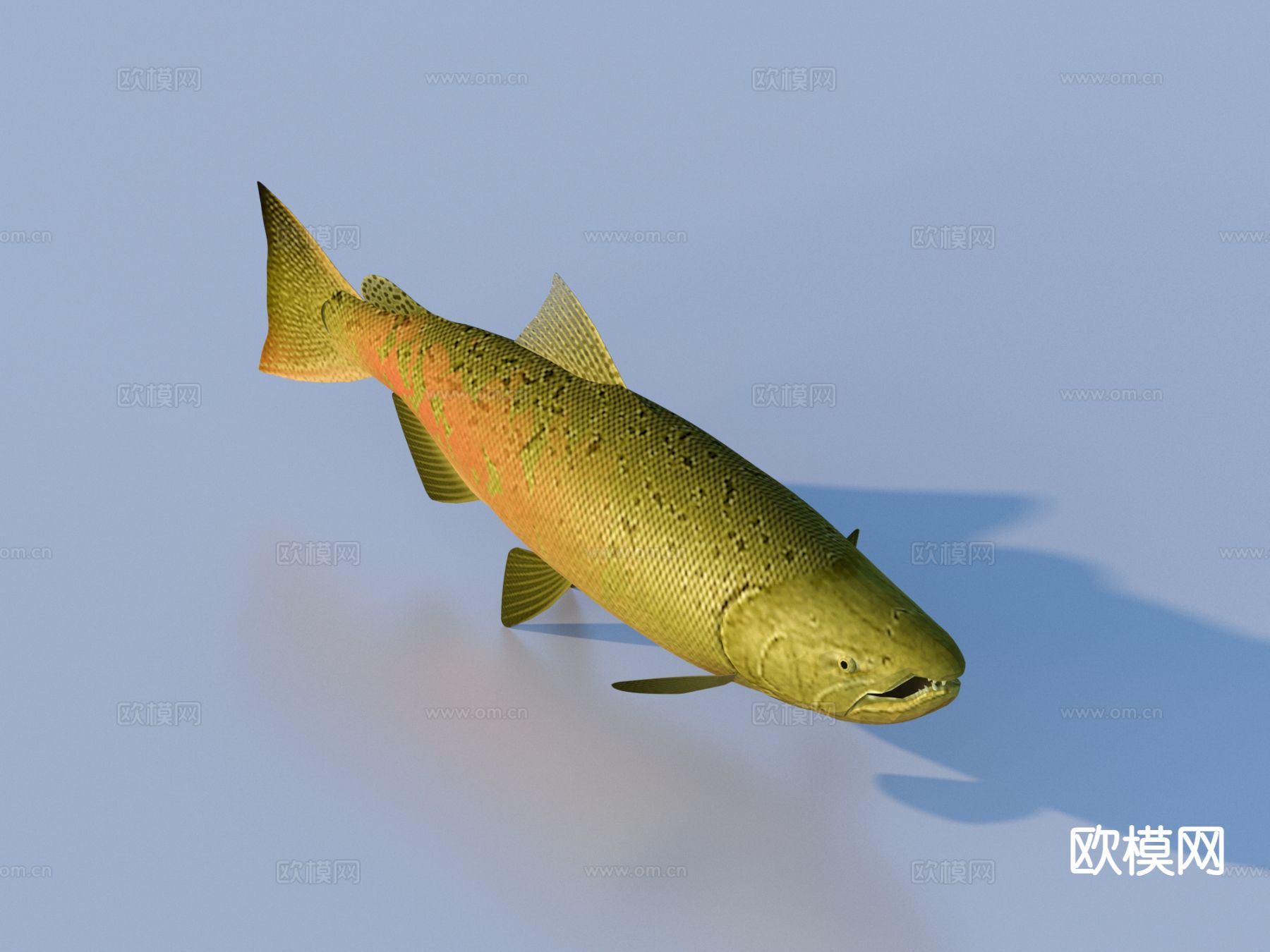 鱼 淡水鱼 水生动物3d模型下载