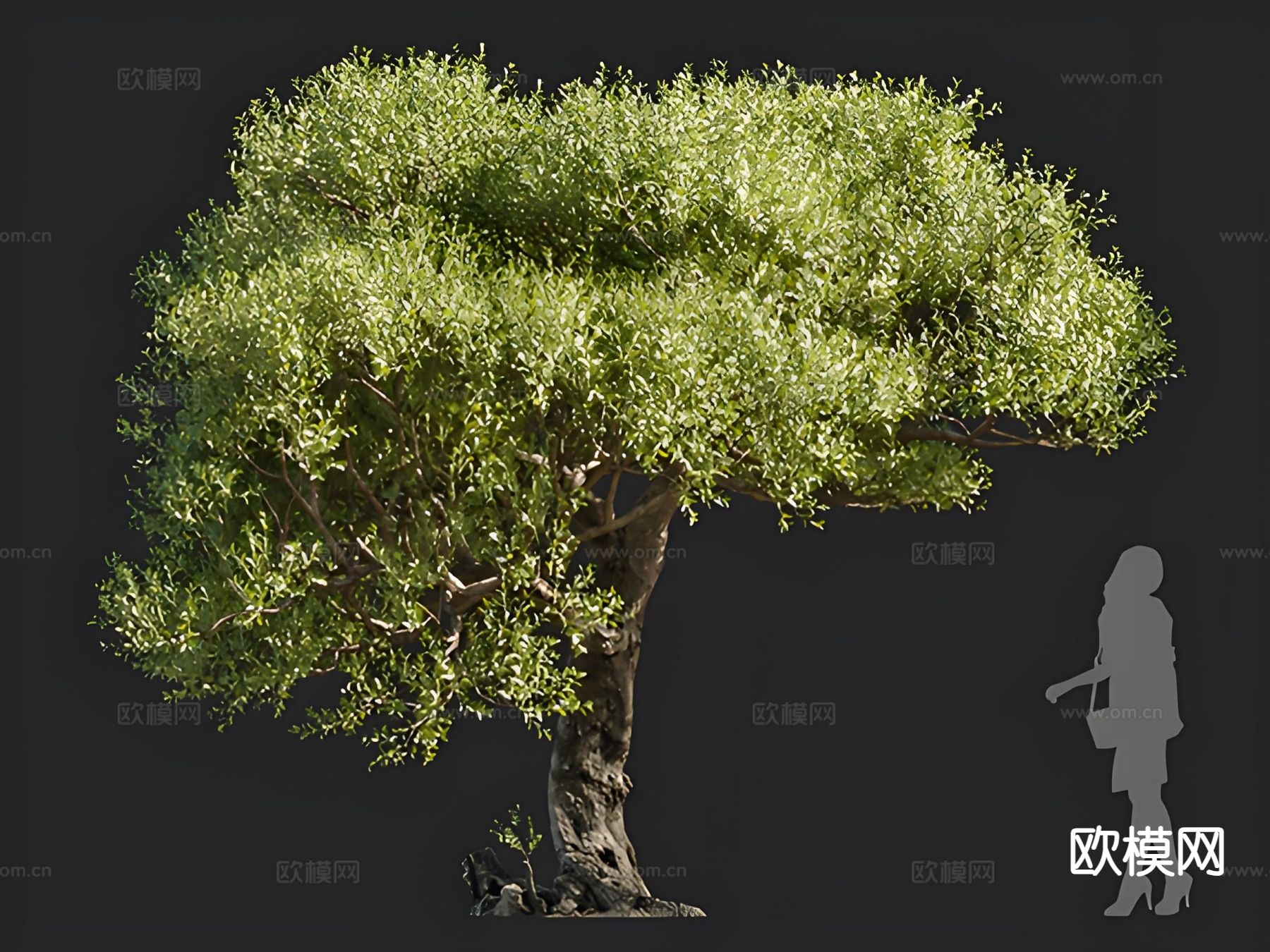 油橄榄 树木 乔木 景观树3d模型下载