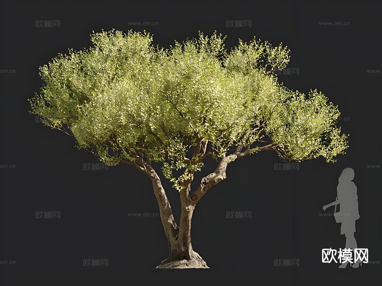 油橄榄 树木 乔木 景观树 孤植树 行道树3d模型下载