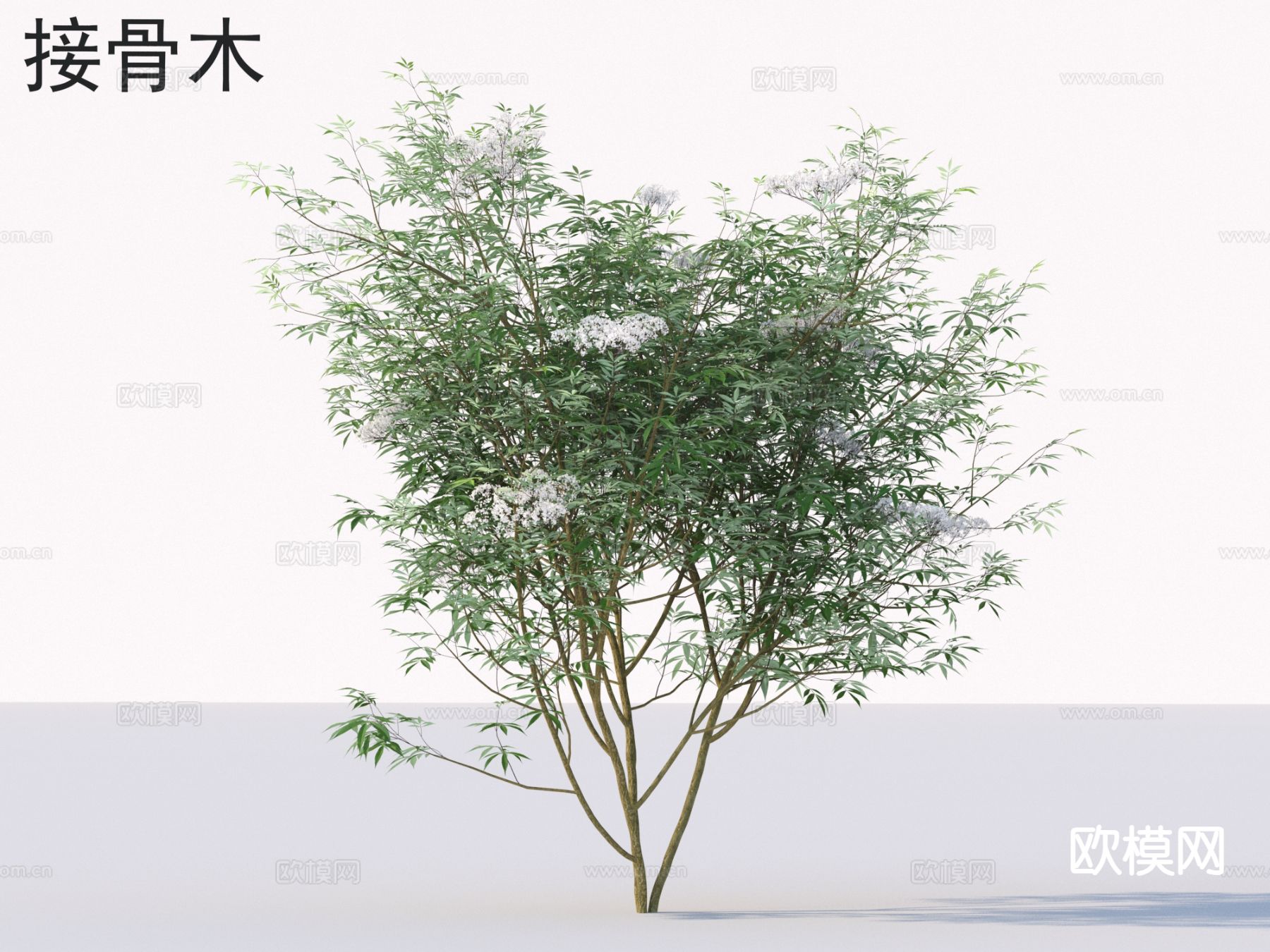 接骨木 灌木 植物类3d模型