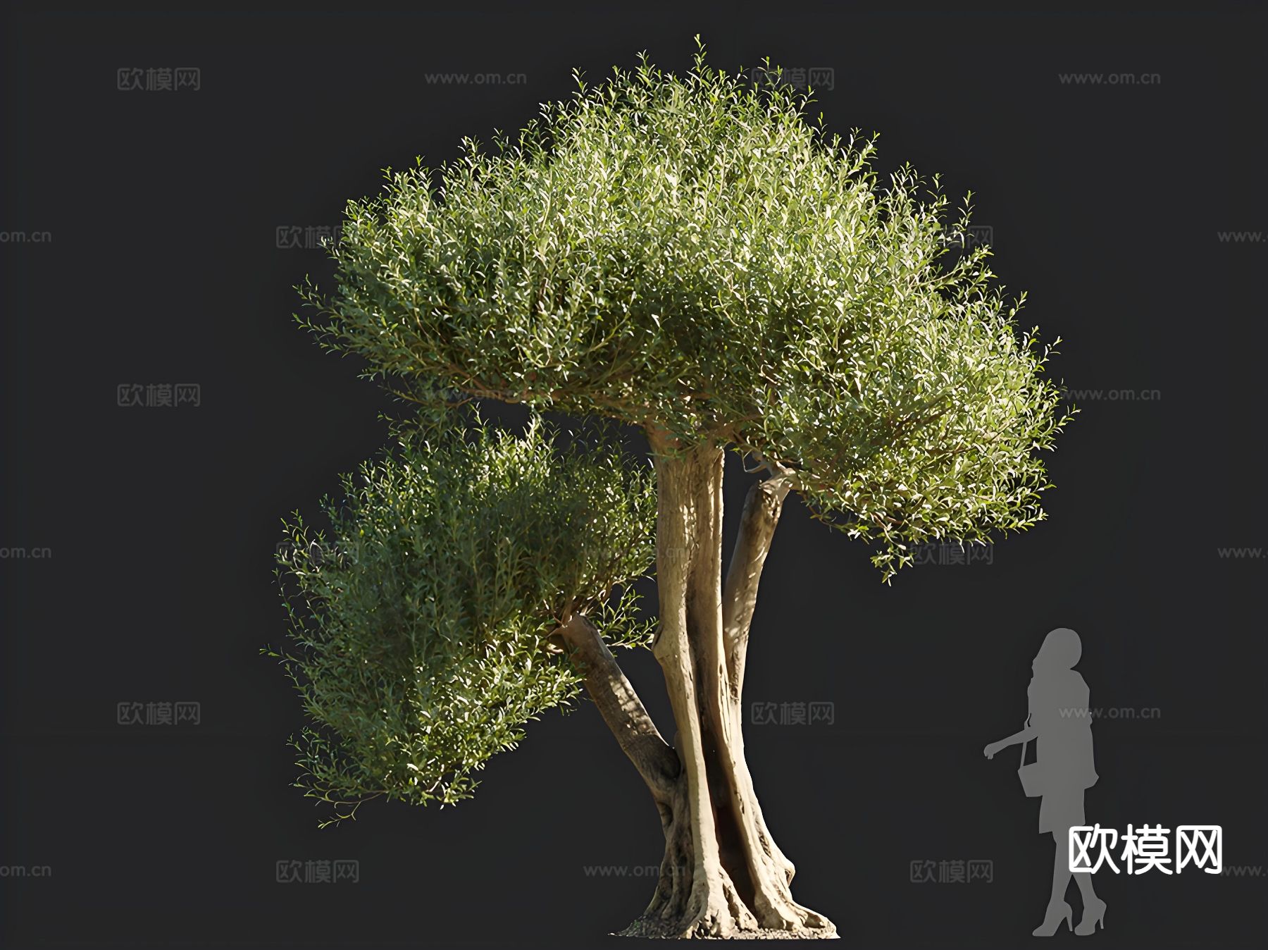 油橄榄 树木 乔木 景观树 孤植树 行道树3d模型