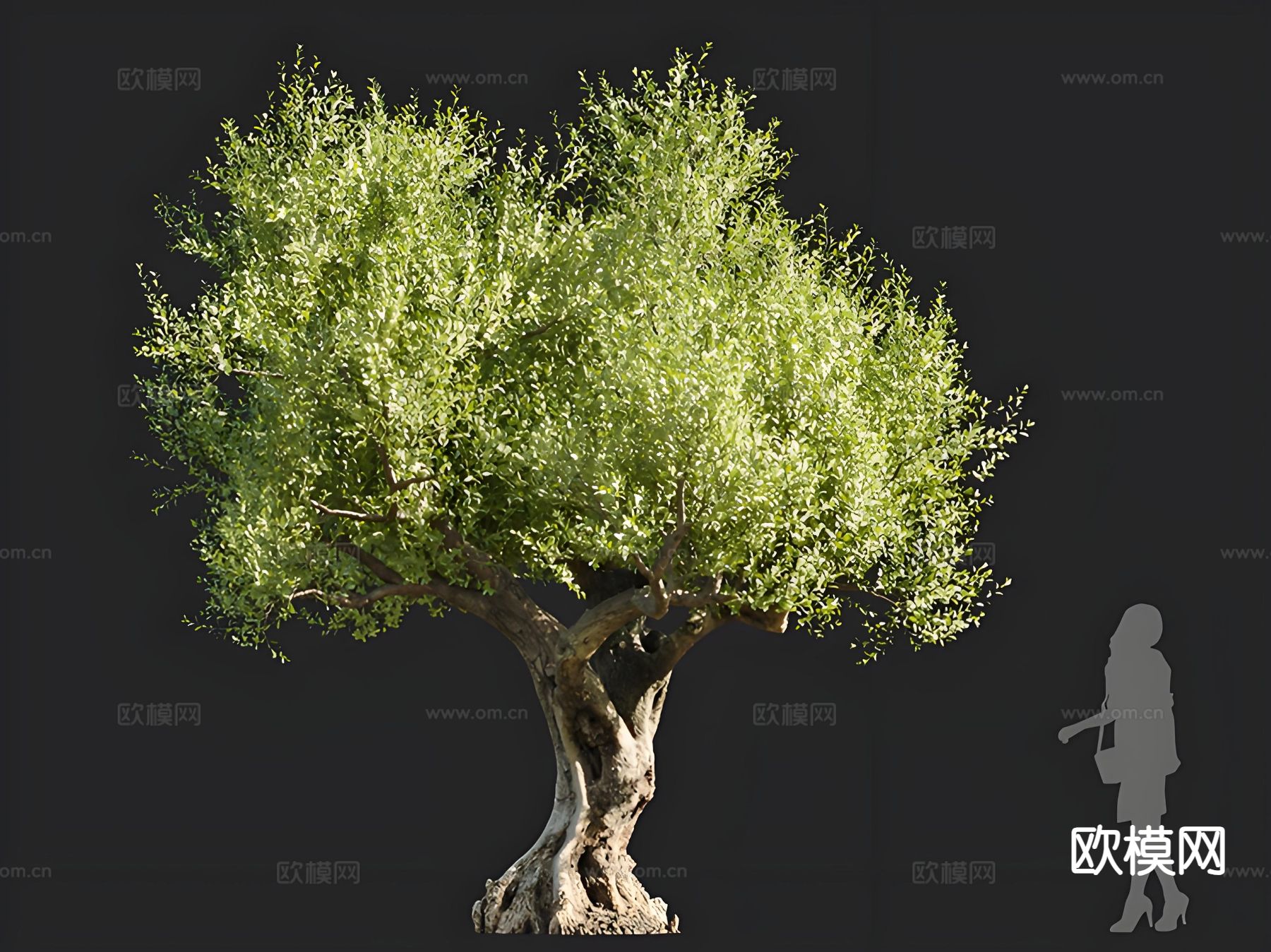 油橄榄 树木 乔木 景观树 孤植树 行道树3d模型