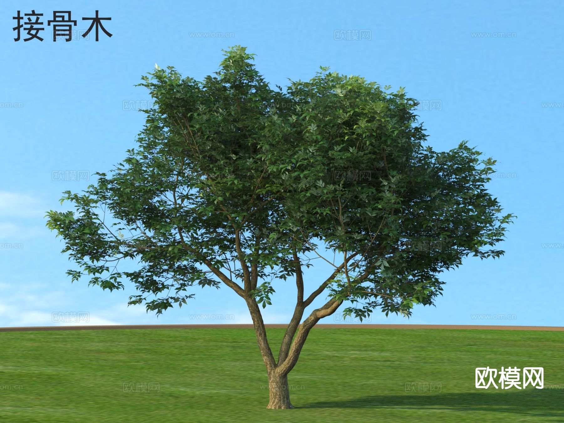 接骨木 景观树 植物类3d模型