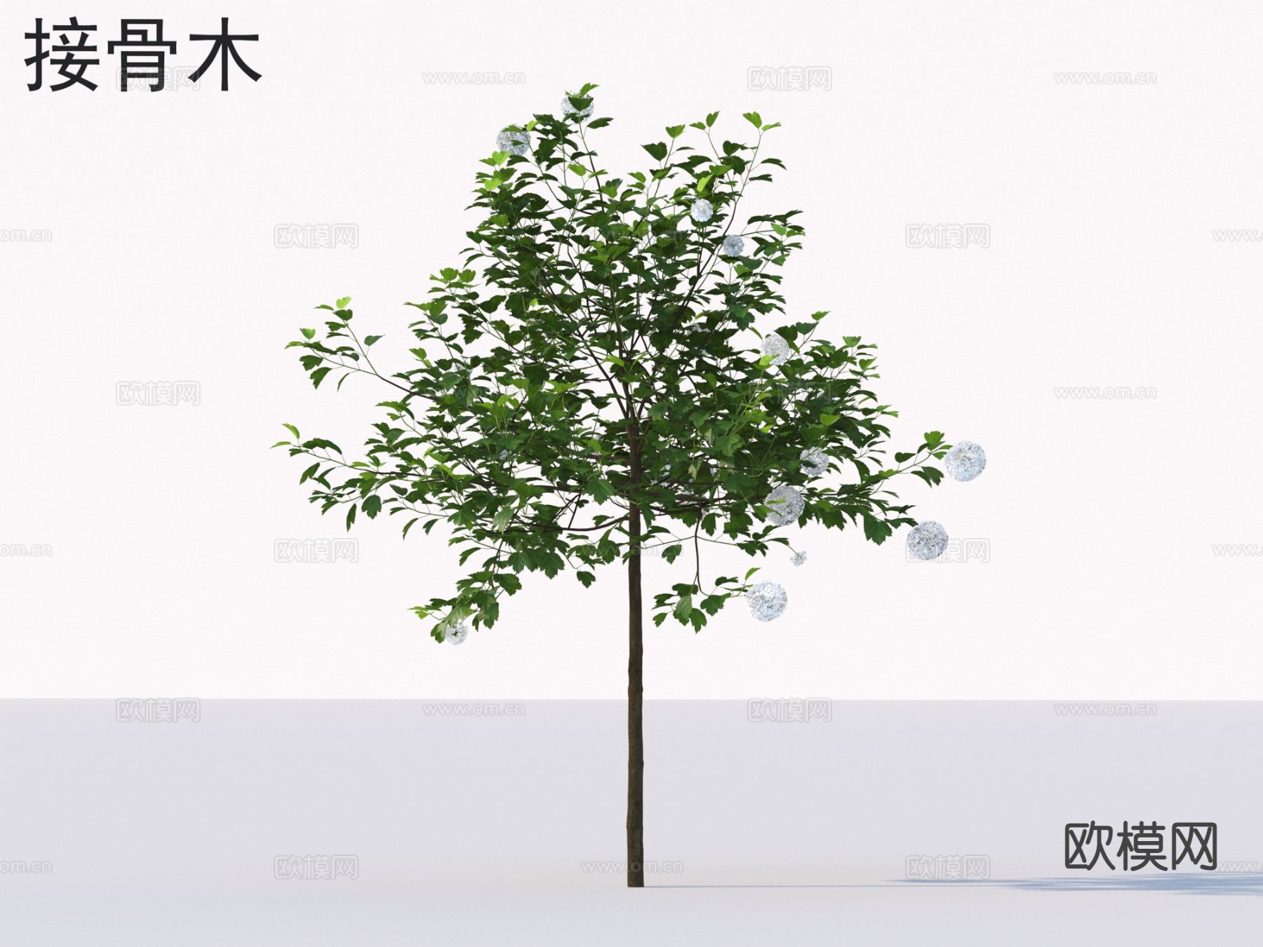 接骨木 景观树 植物类3d模型