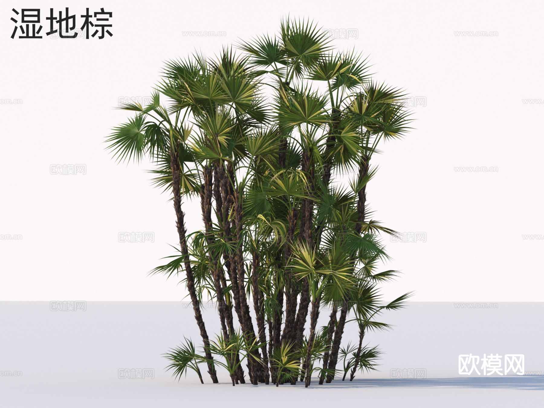 湿地棕 棕榈树 热带植物3d模型