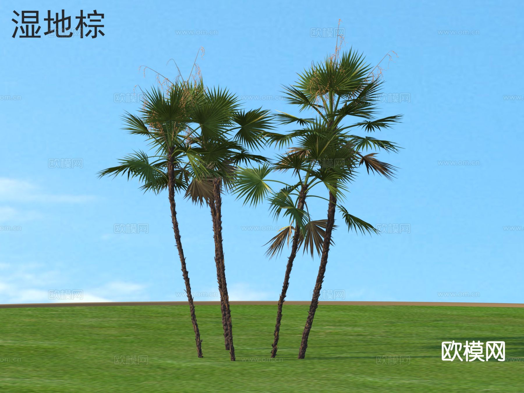 湿地棕 棕榈树 热带植物3d模型