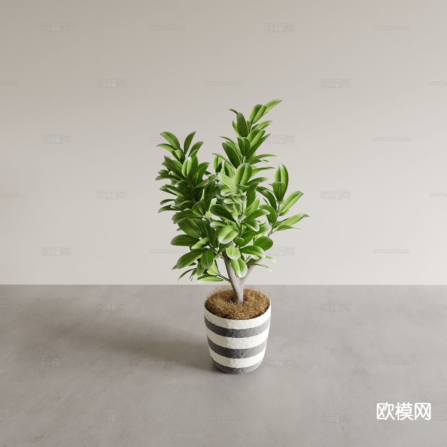 植物盆景 绿植 花盆3d模型