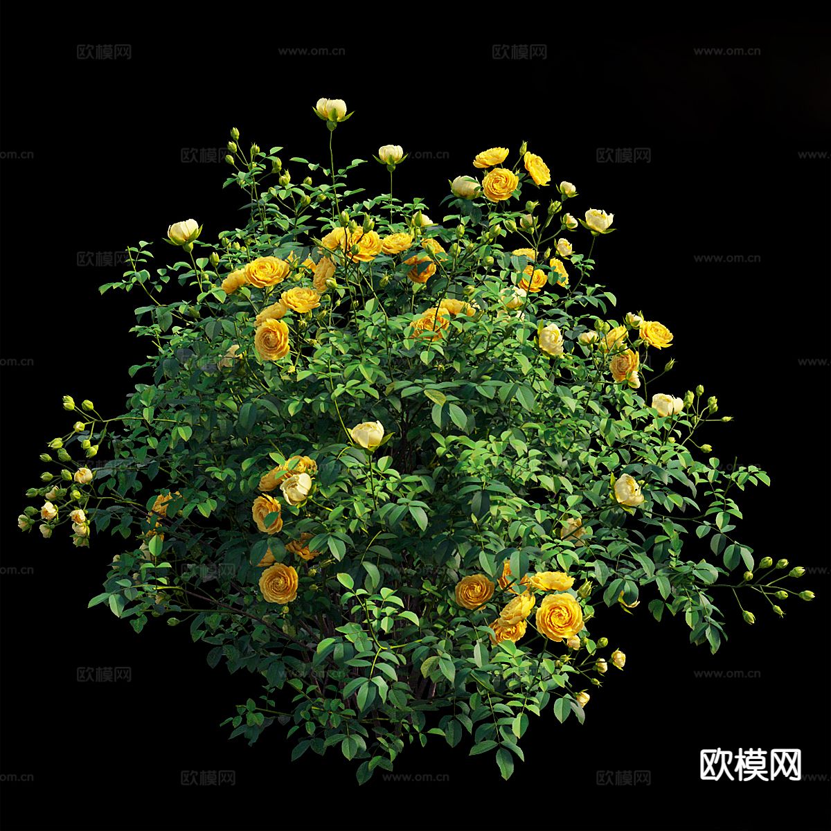 花草 月季花 花卉3d模型