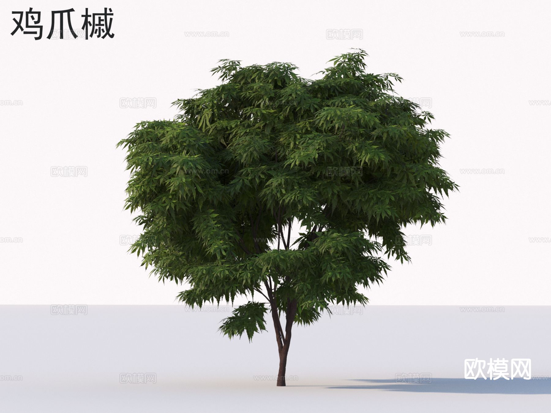 景观树 树木 鸡爪槭3d模型