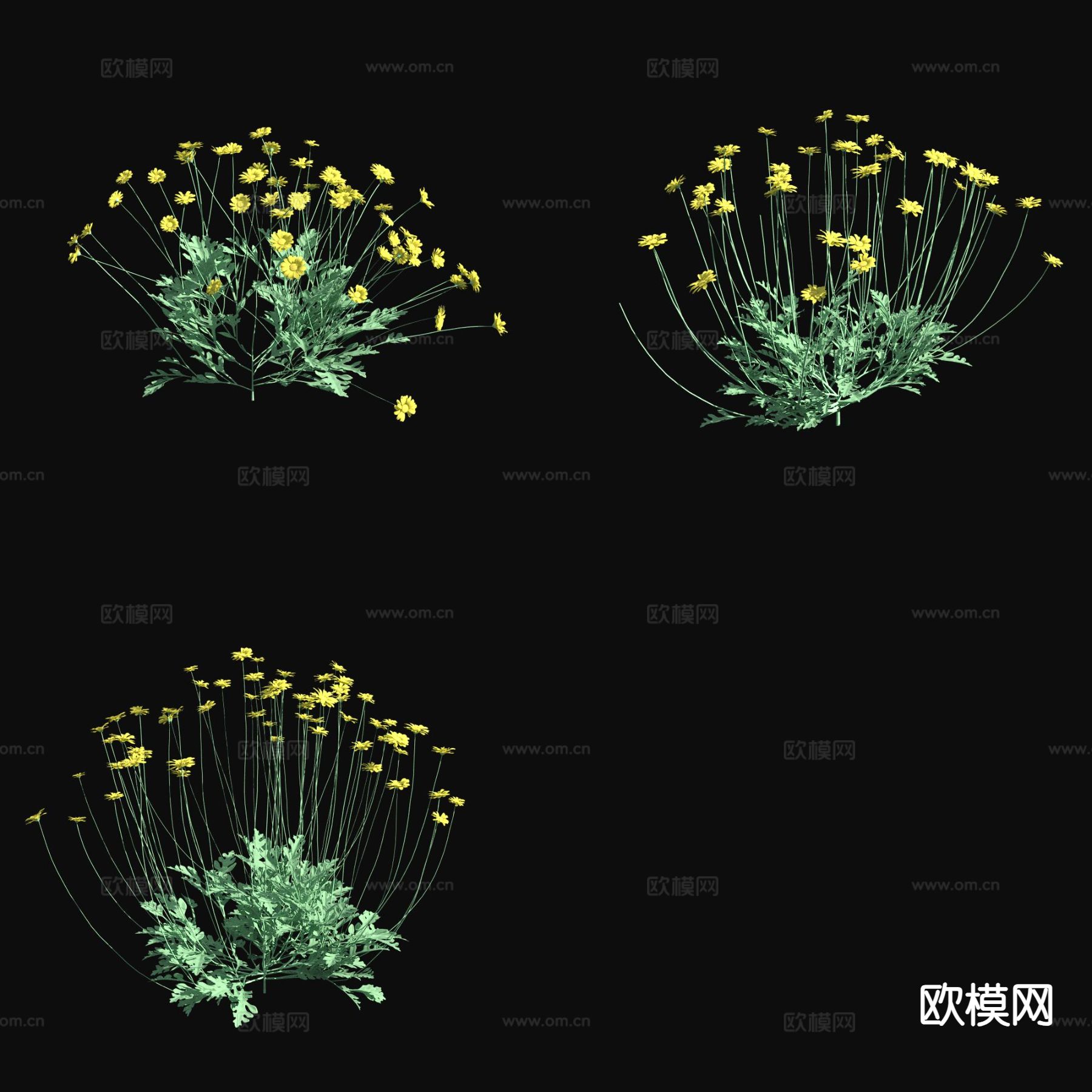 沙漠万寿菊 花草3d模型