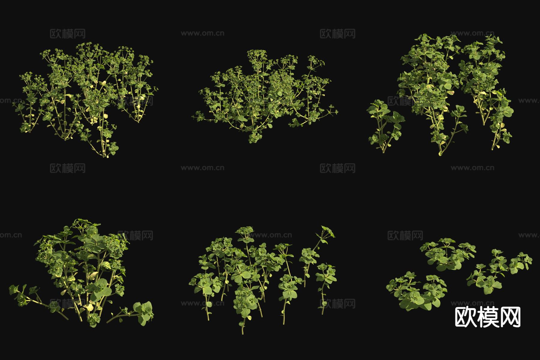 泽漆中草药3d模型