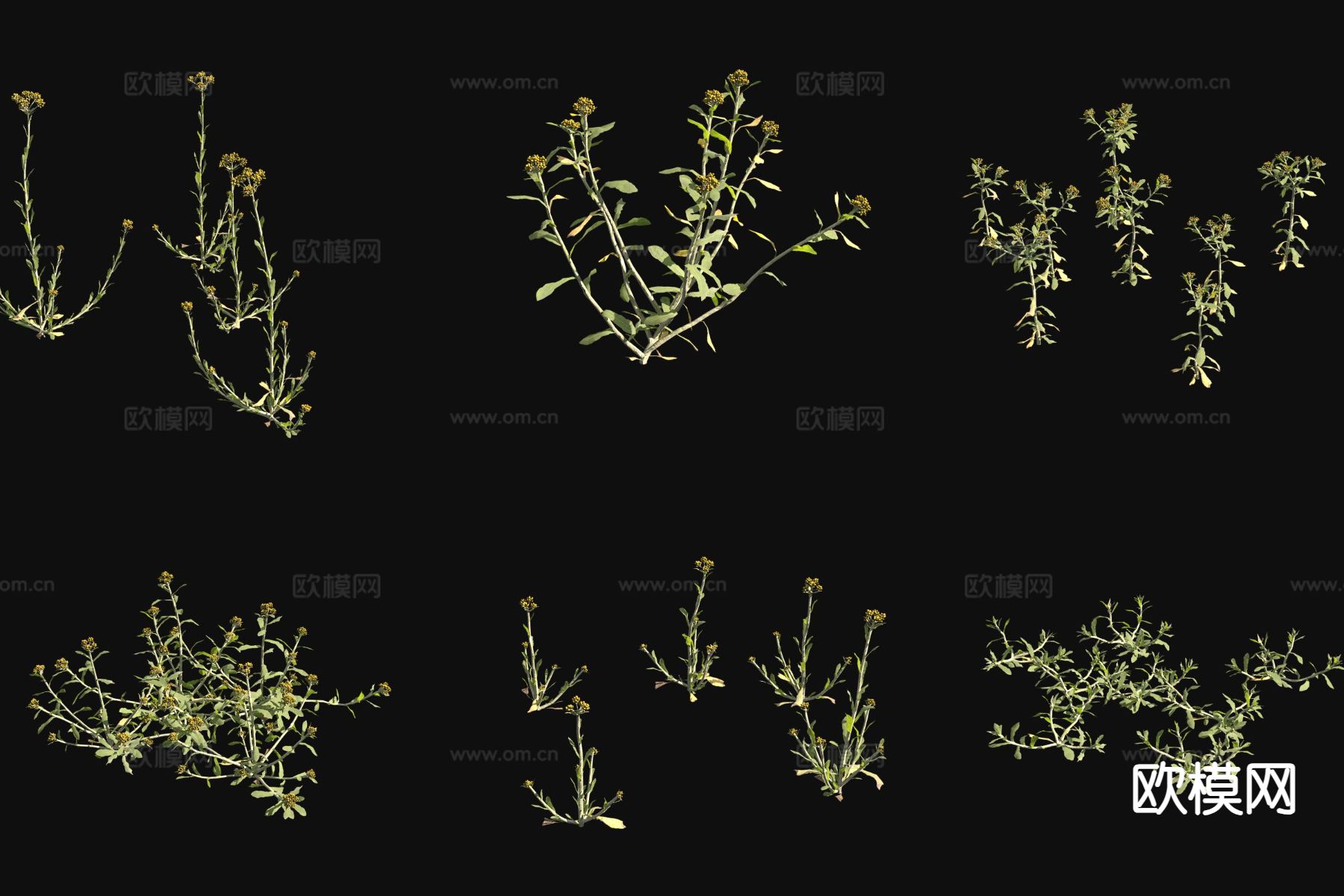 鼠麴草3d模型