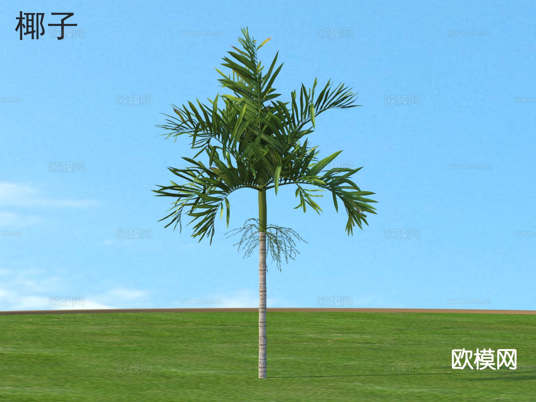 椰子 植物树 热带绿植3d模型