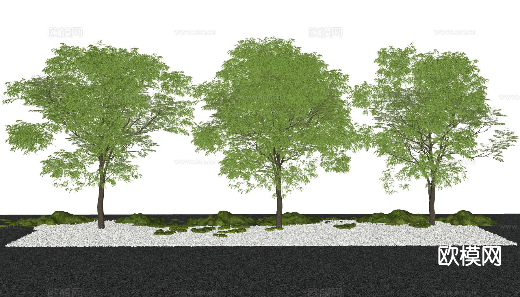 景观树 槐树 行道树 乔木su模型