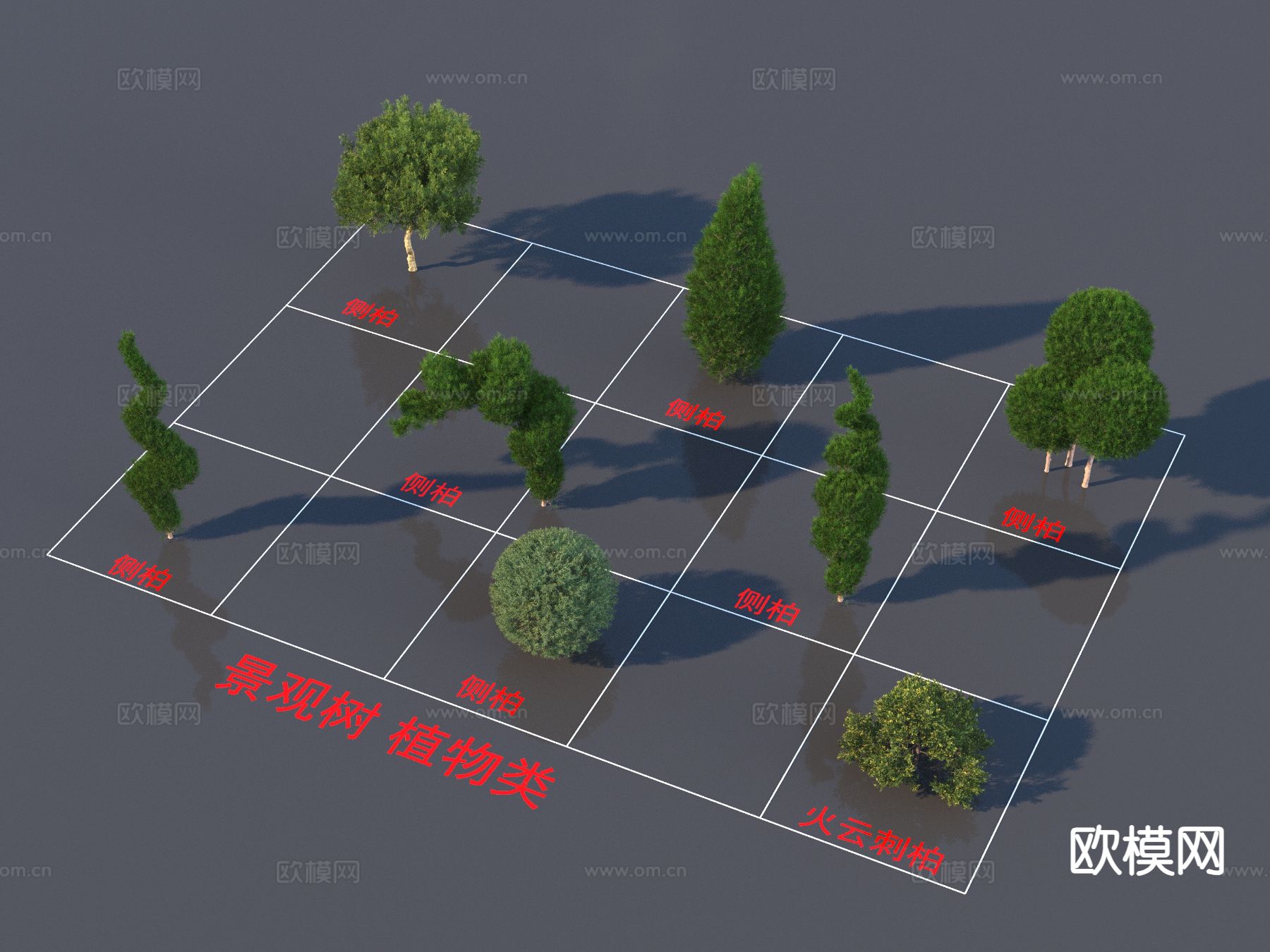 景观树 侧柏 火云刺柏3d模型